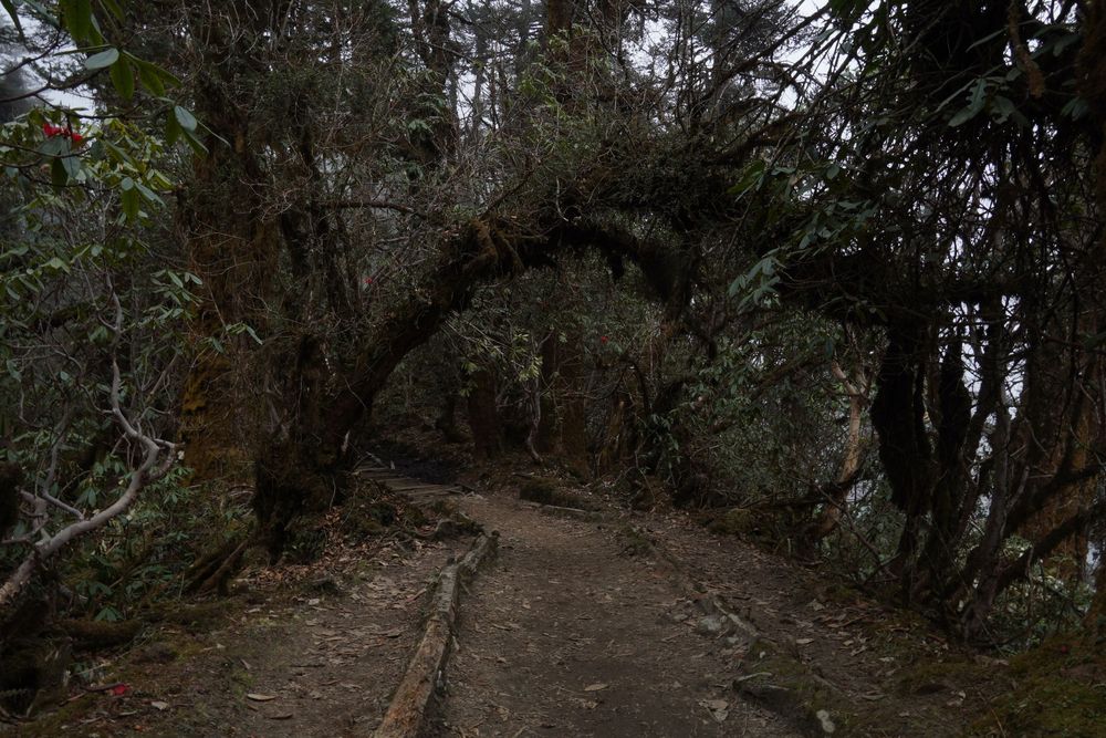 A wide view of a narrow forest path surrounded by thick, ancient vegetation on the way to the high mountain peaks.