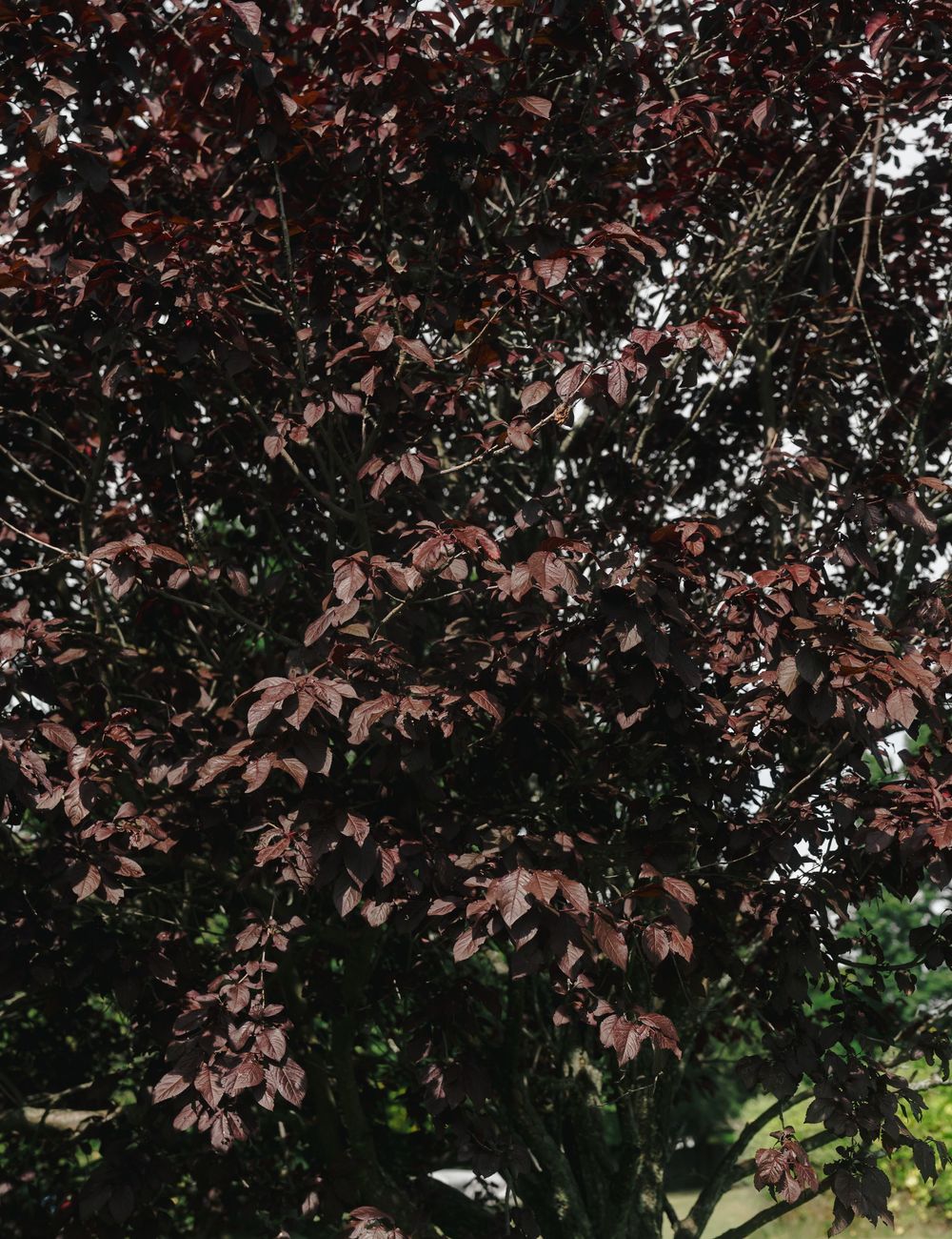 A tree with deep burgundy-red leaves creating a dense canopy against a bright sky.