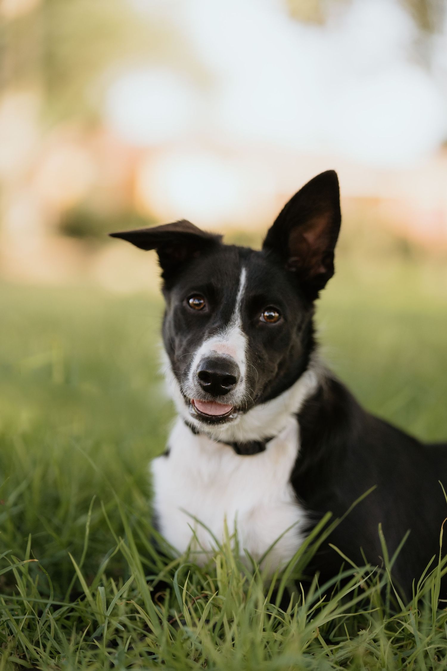 A group of Jack Russell Terrier dogs sitting together in a row against a white background.