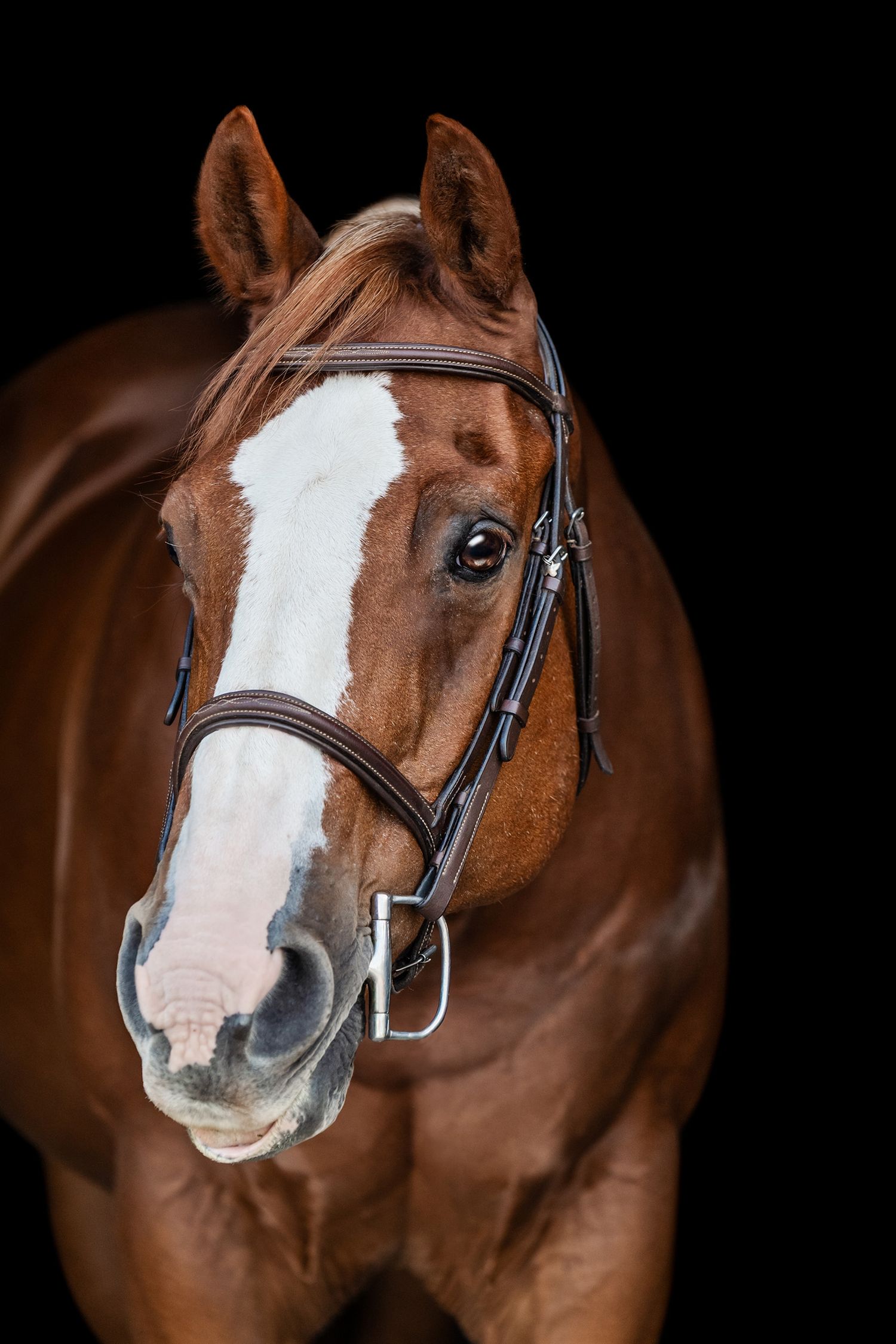Chestnut horse wearing a hunter bridle, black background headshot portrait.