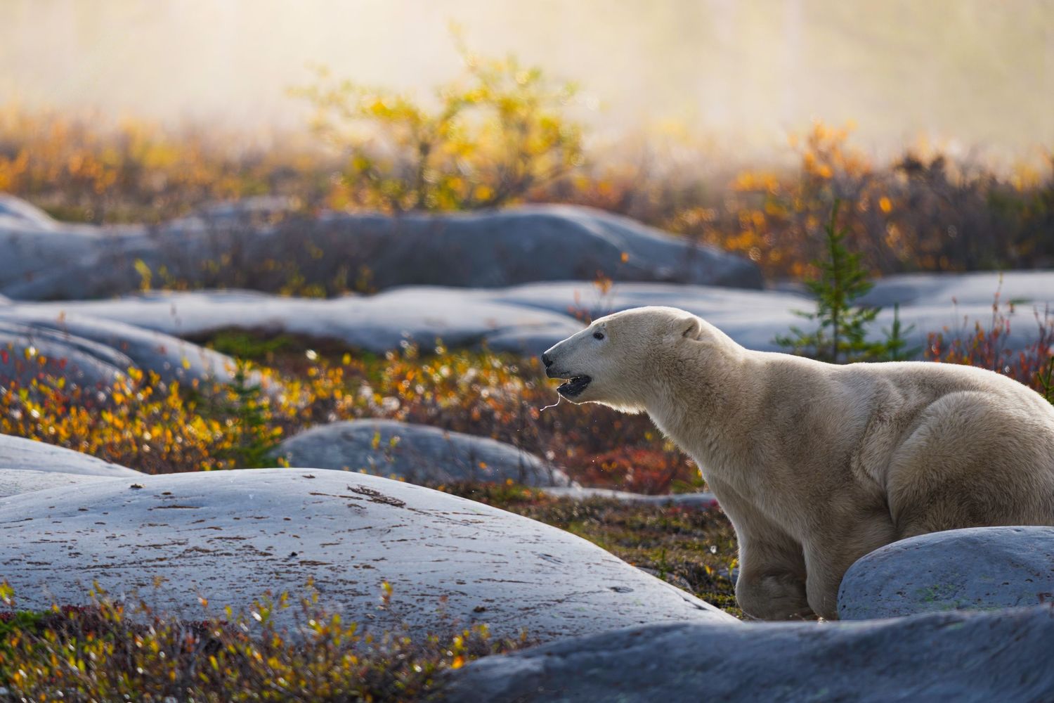 Arctic foxes leap between ice floes in a dark blue polar sea.