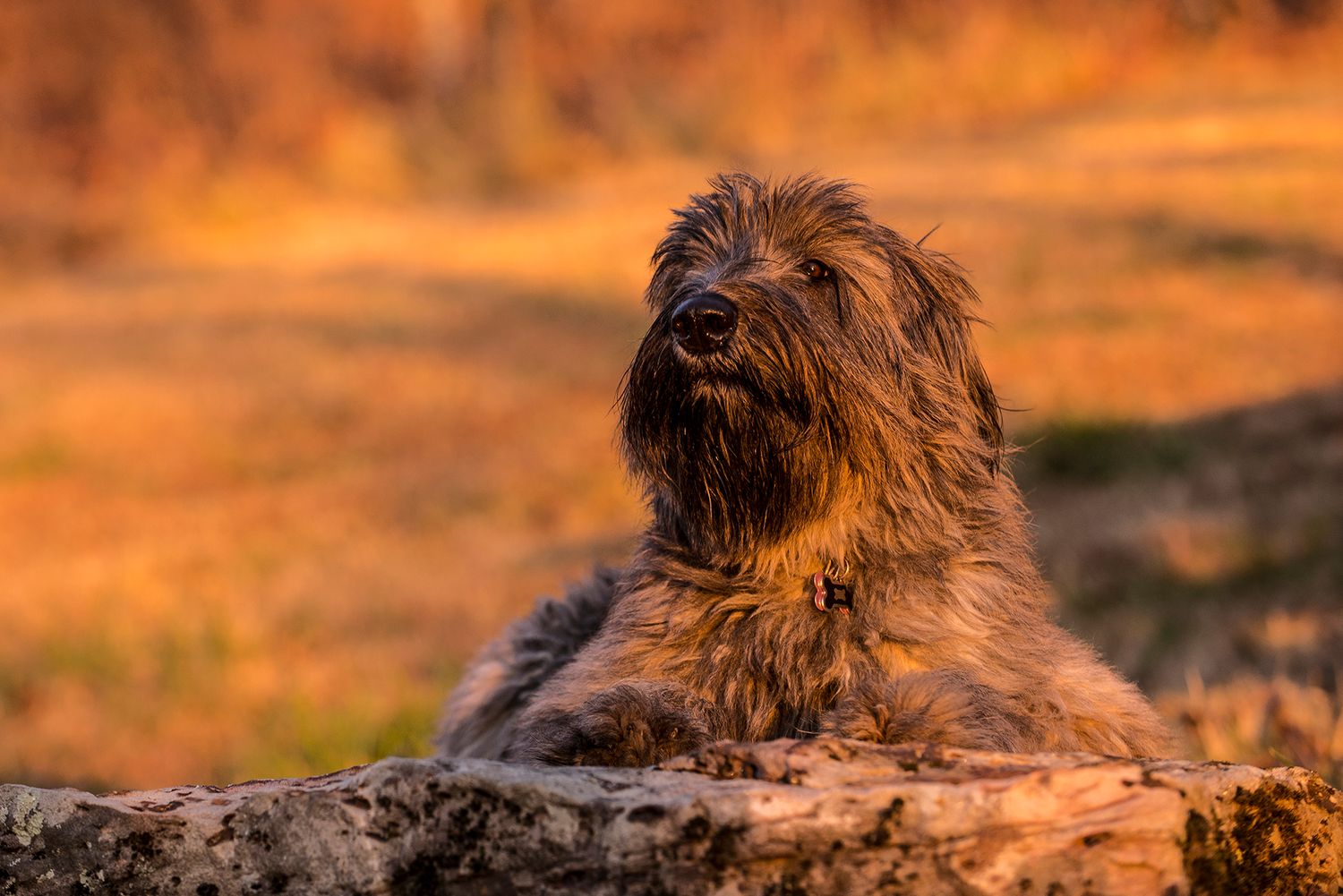 Arya the bouvier lounging on a flat rock facing the later afternoon sun. Her head raised high looking proud. Bouviers are a herding dog.