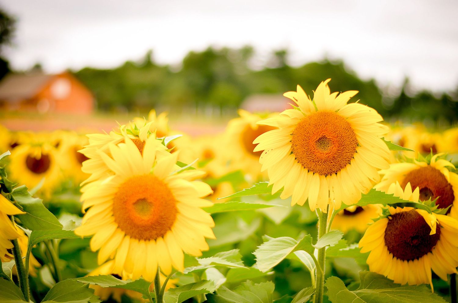 Sunflowers On The Farm