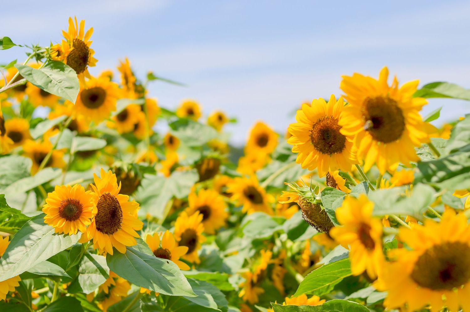 Sunflowers in a Field