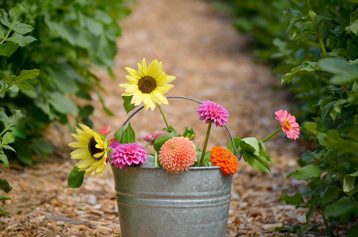 Flowers in a Bucket