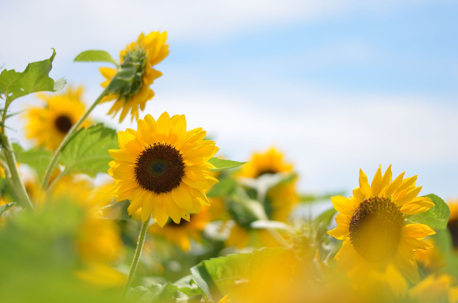 Sunflowers in a Field