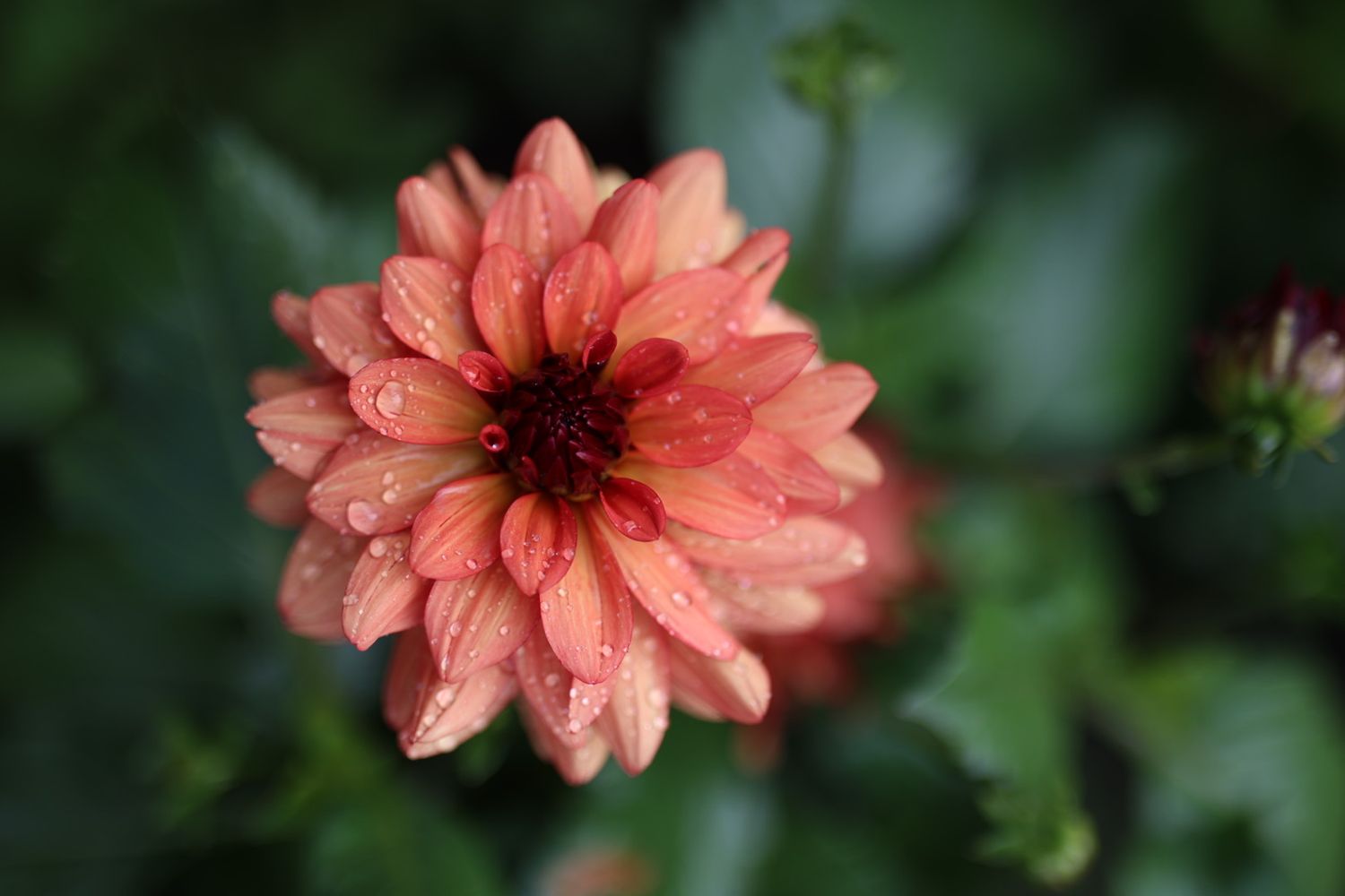 Elin Ragnarsson Foto & Flora. Norra Uppland