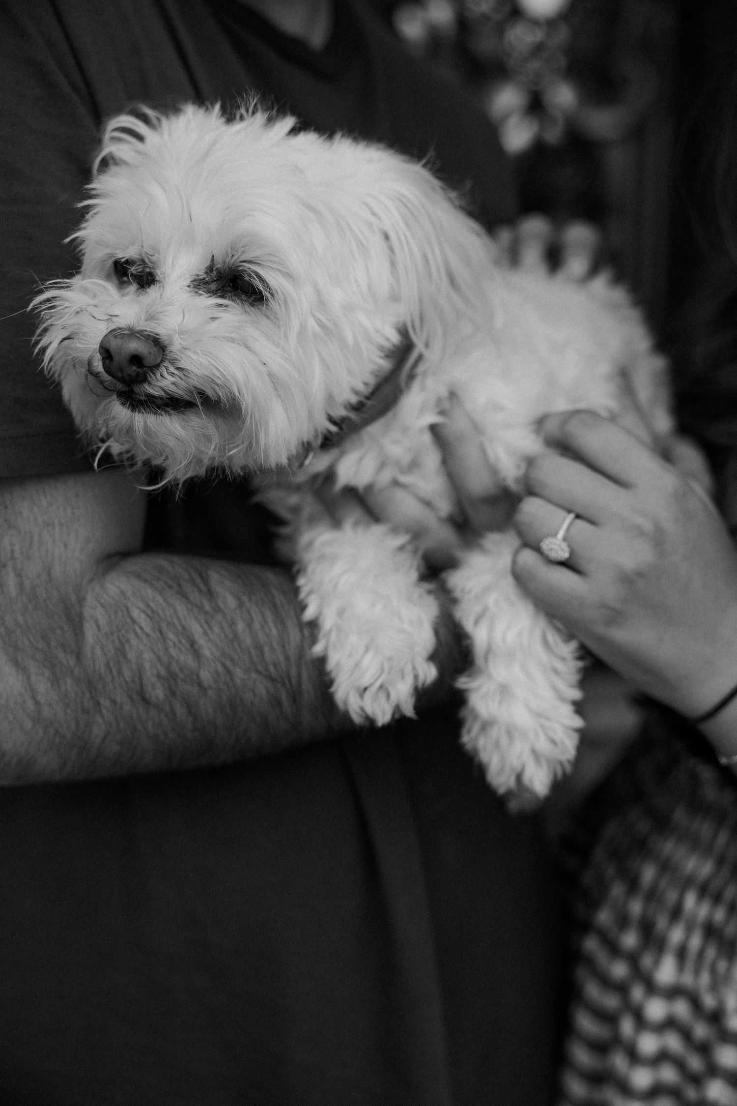 Black and white photo of a small white Maltese dog being held in someone's arms while wearing a relaxed expression.