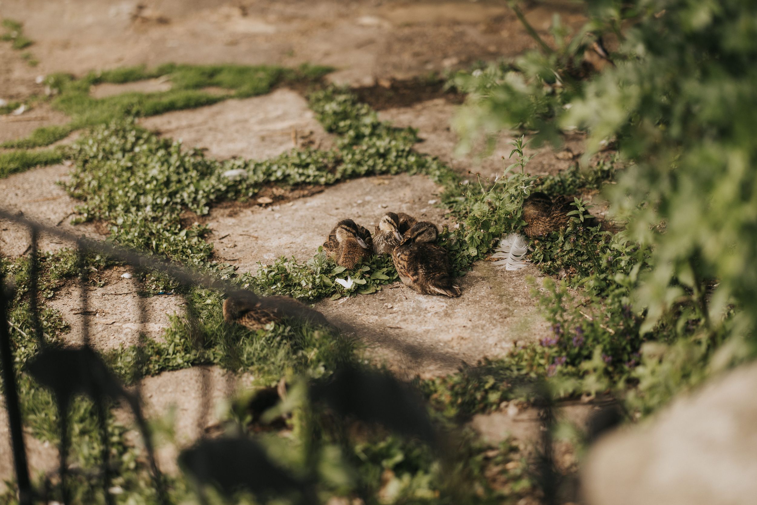 A small ground squirrel forages among green plants and stones in a natural outdoor setting.
