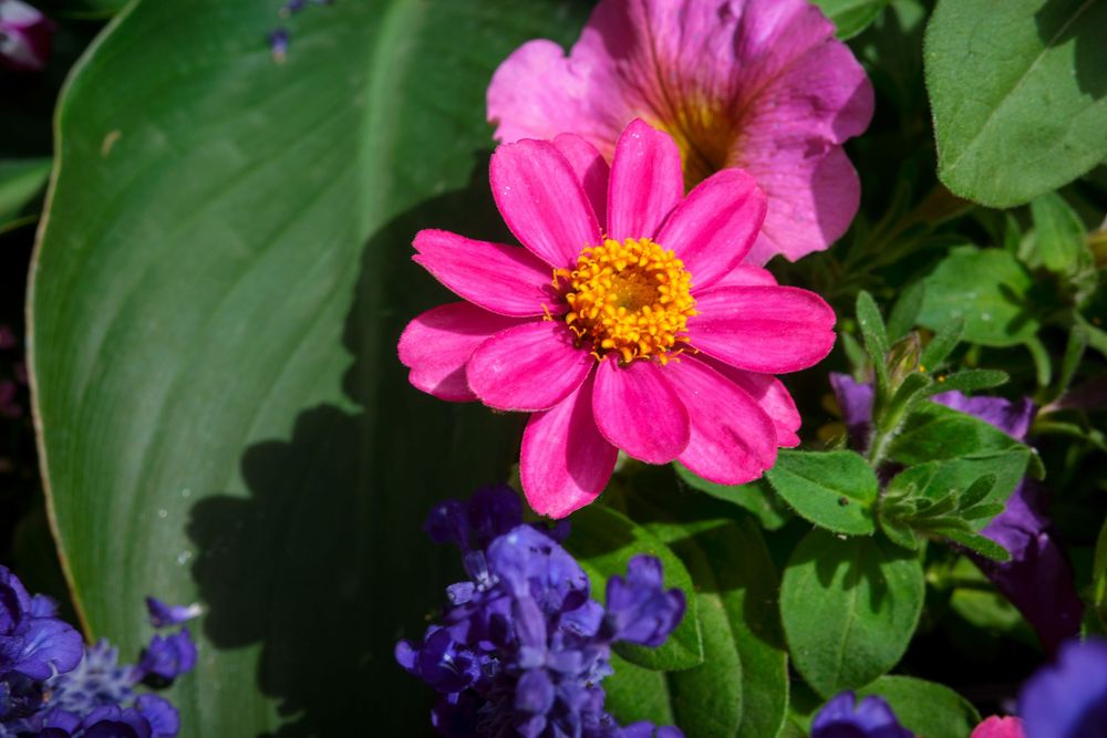 Bright pink zinnia flower with yellow center blooming among green leaves and purple flowers in a garden.
