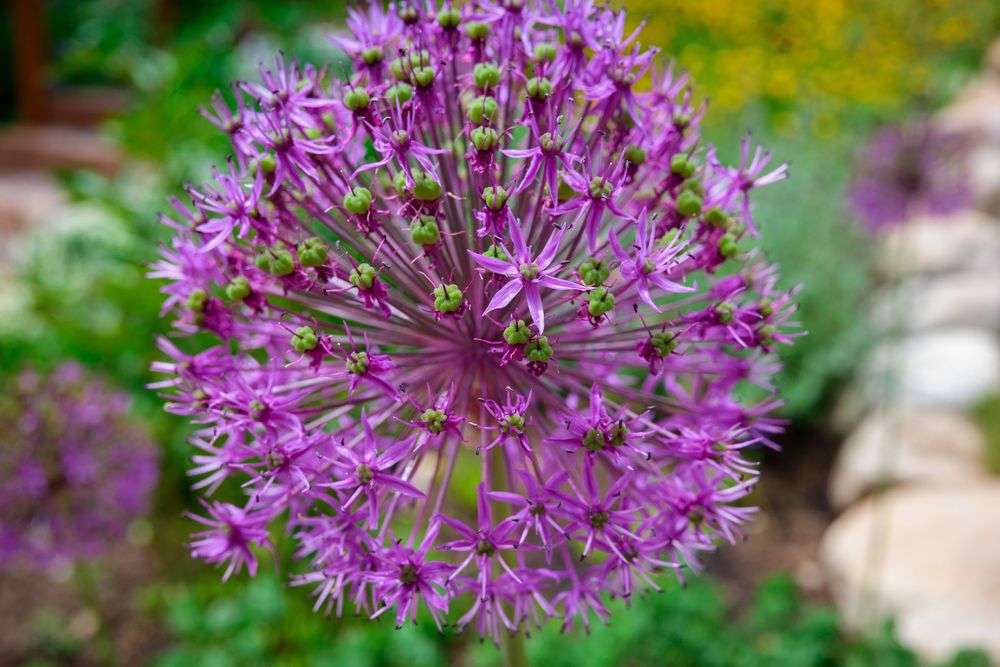 Close-up of a purple allium giganteum flower head showing star-shaped florets in a garden.