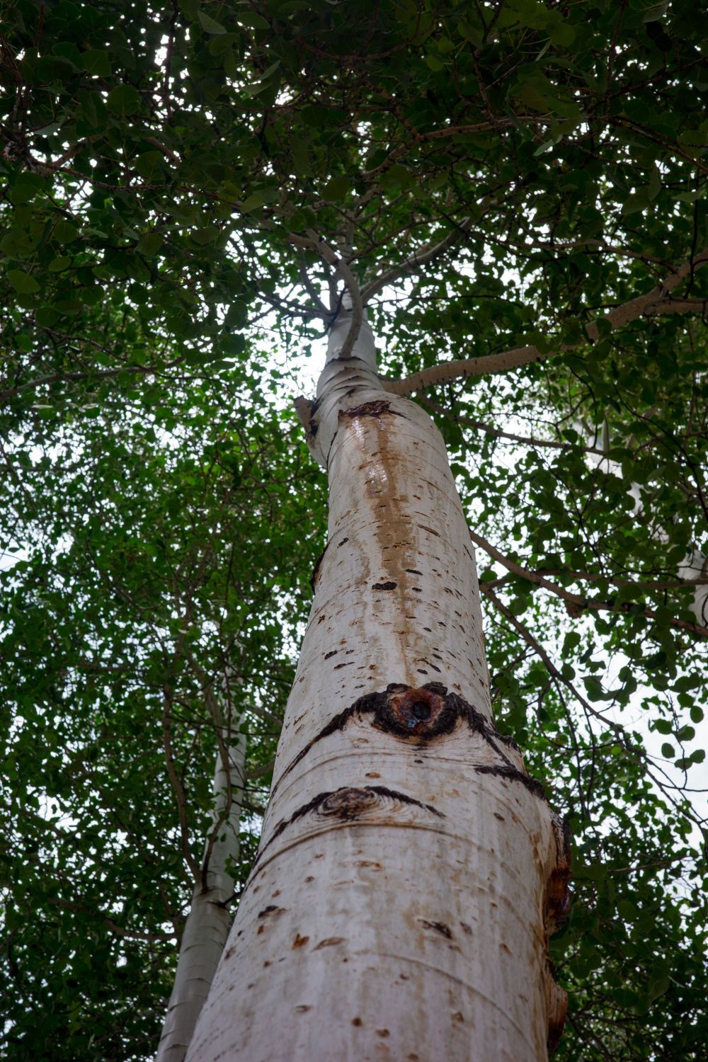 Looking up at a tall white birch tree trunk reaching into a green leafy canopy above.