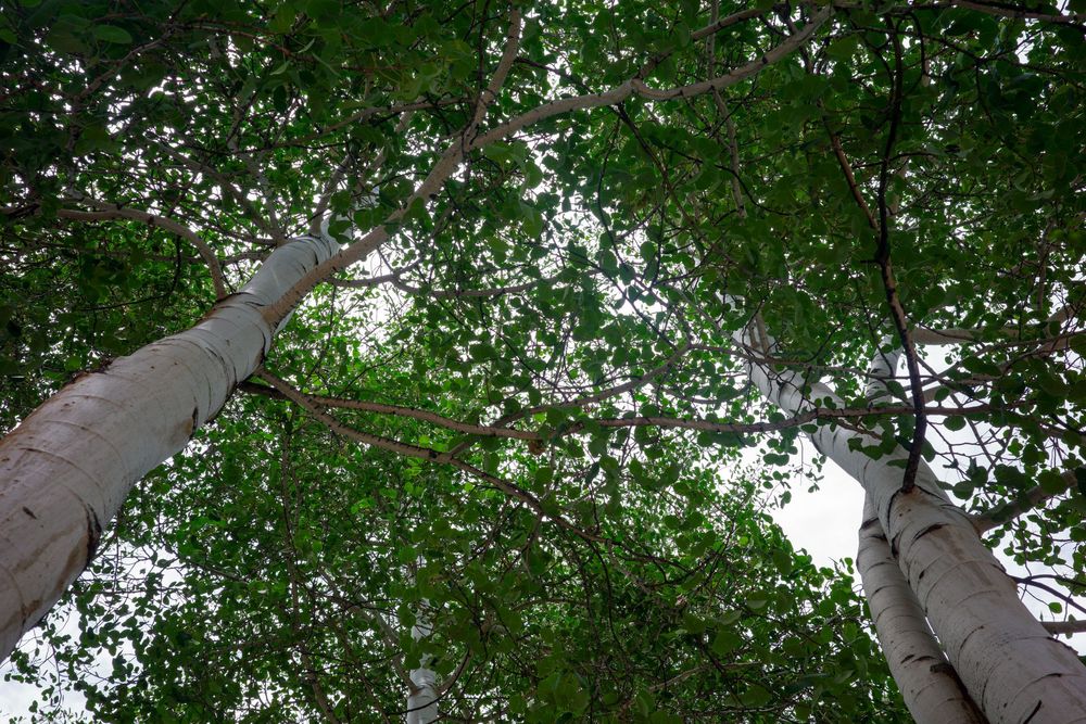 Looking up through white birch tree trunks into a lush green leafy canopy against a bright sky.