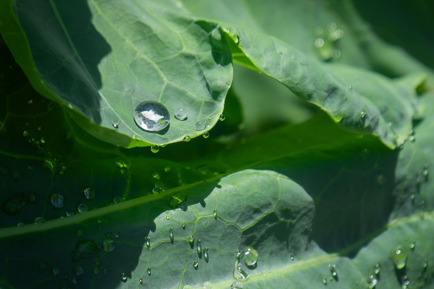 Dewdrops on fresh green leaves creating a natural bokeh effect in garden setting.