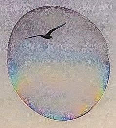 Silhouette of a bird in flight within a circular rainbow prism effect.