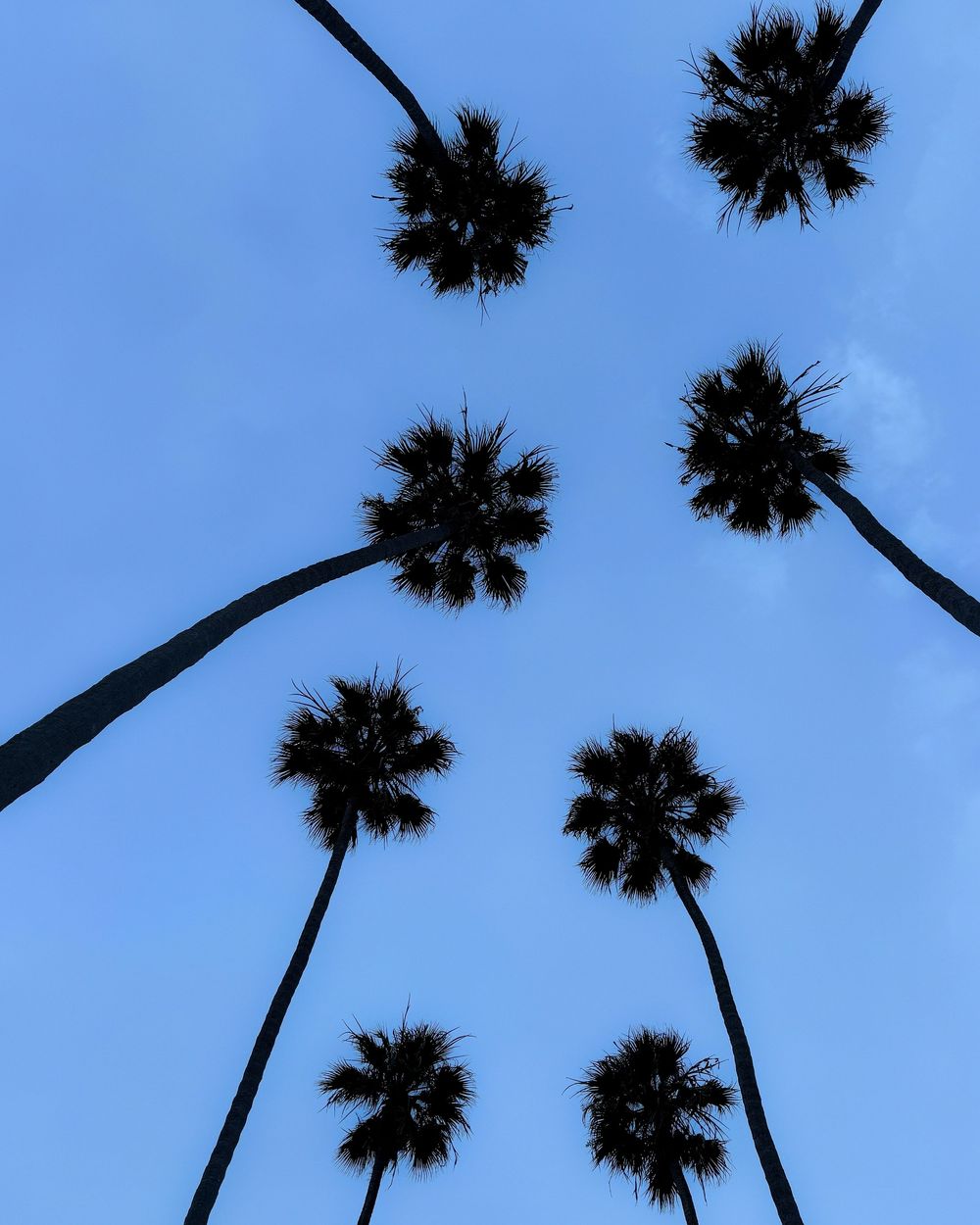 Palm tree silhouettes reaching upward against a bright blue summer sky.