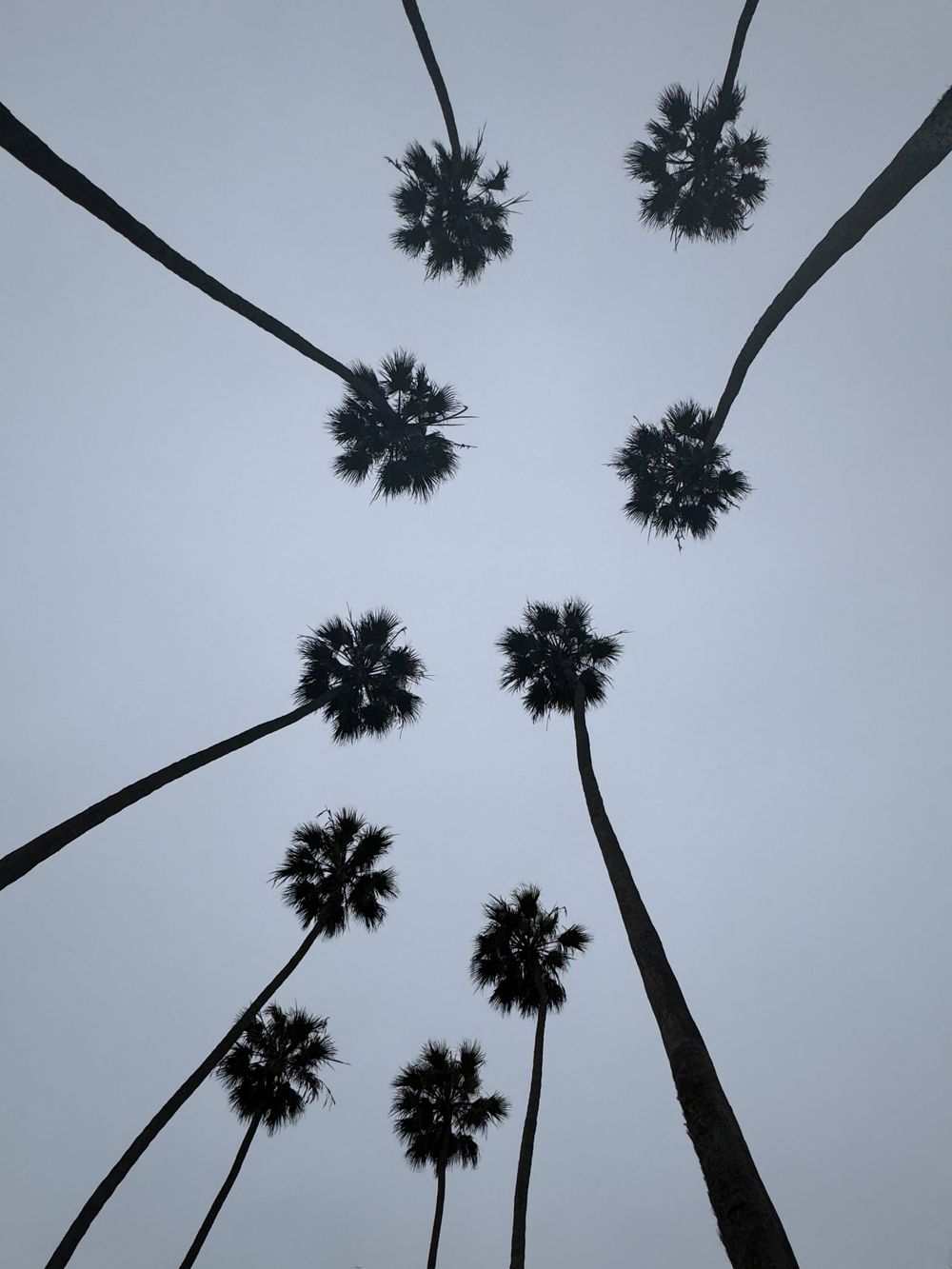 Upward view of tall palm trees creating geometric patterns against an overcast sky.