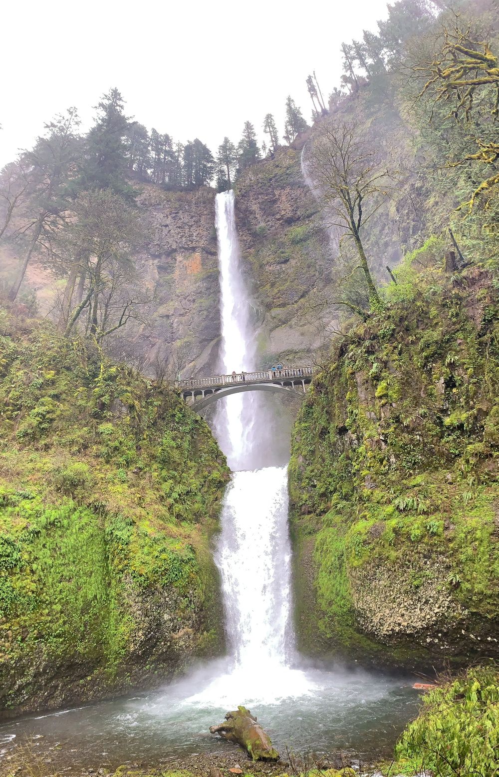 Multnomah Falls cascading down moss-covered cliffs with a bridge in the Columbia River Gorge.