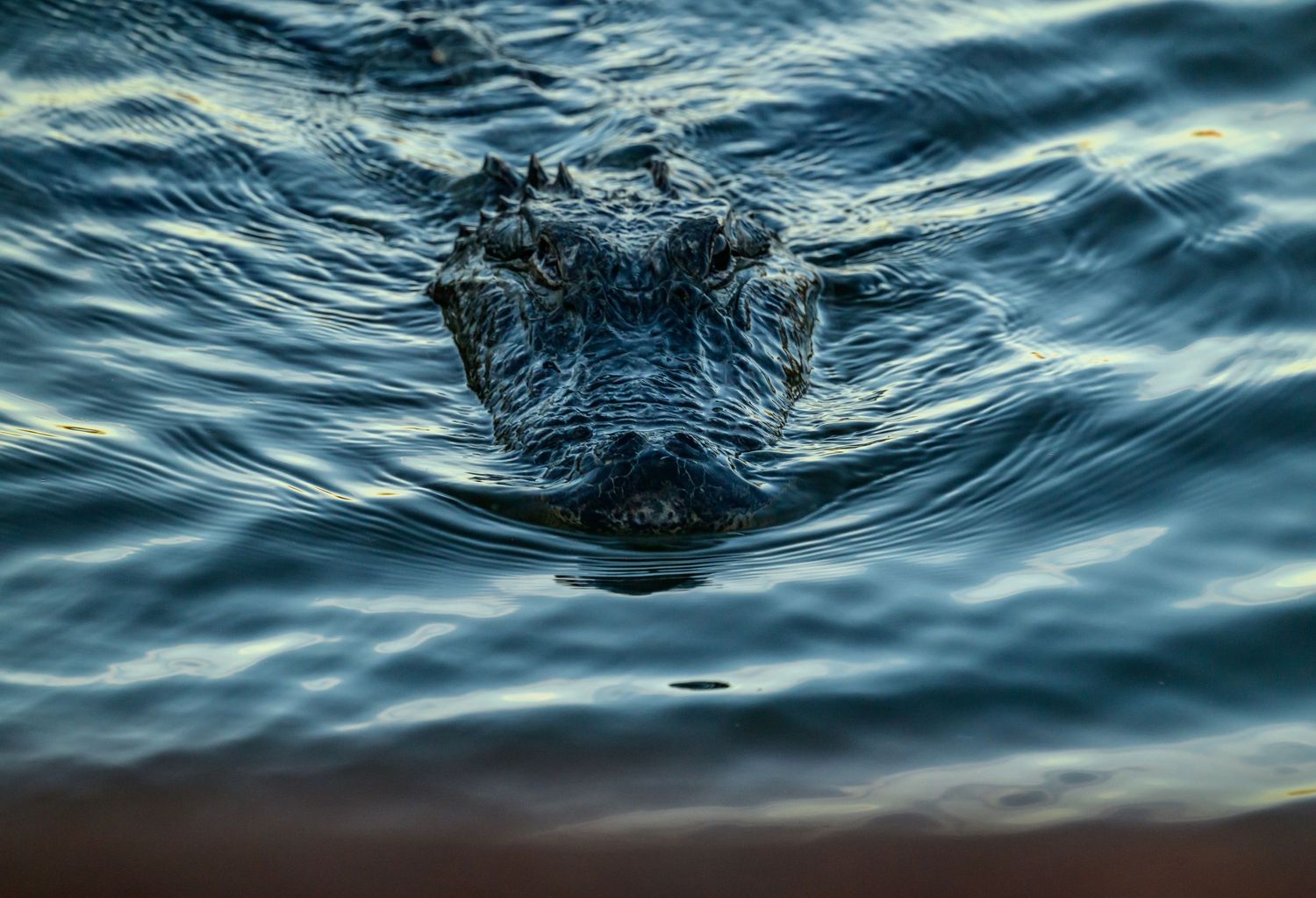 Wildlife: Alligator
Laguna Atascosa National Wildlife Refuge