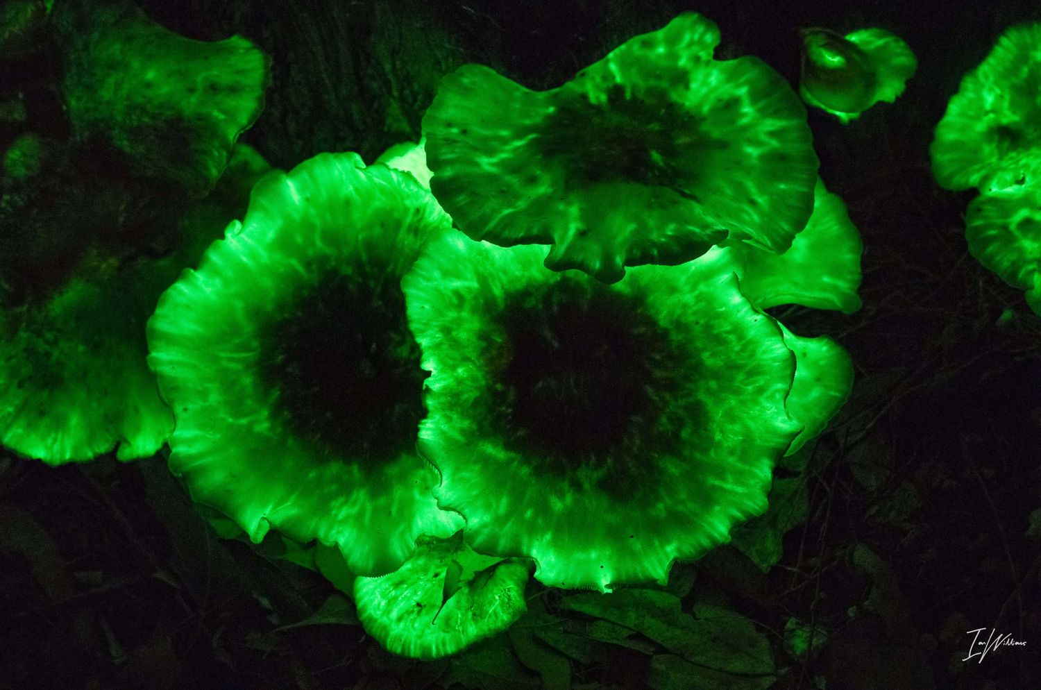 Ghost fungi, Bermagui