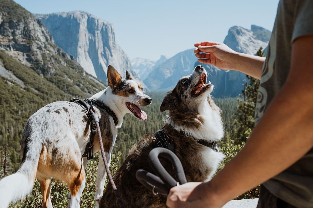 Two dogs looking up at a treat with Yosemite's El Capitan mountain peak in the background.