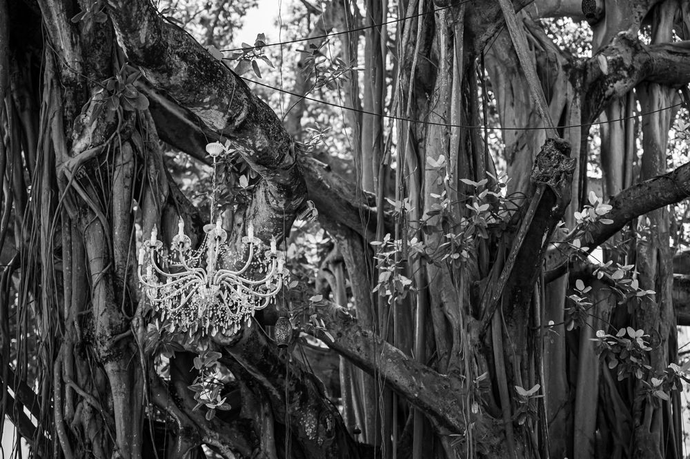 Dramatic black and white banyan tree roots create a natural archway with twisted branches and aerial roots hanging down.