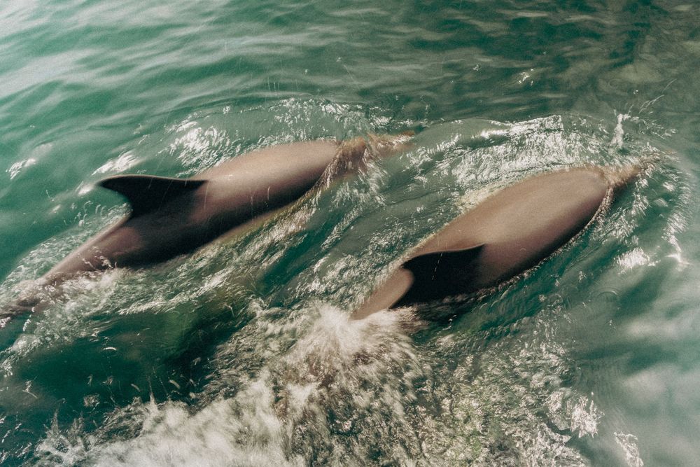 Two dolphins swimming close together in turquoise ocean water, creating ripples as they glide through the surface.