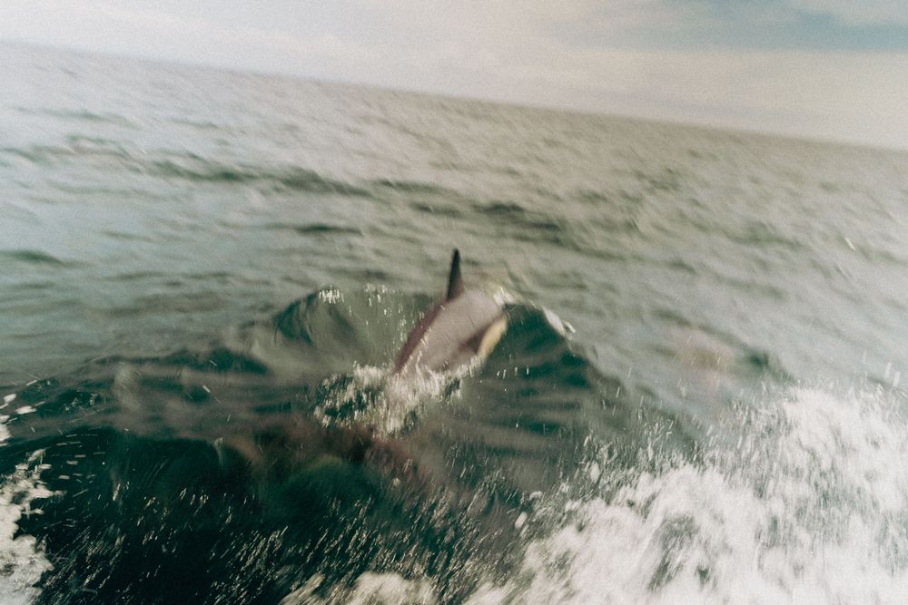 A dolphin leaps gracefully through ocean waves, creating splashes in the blue-green water.