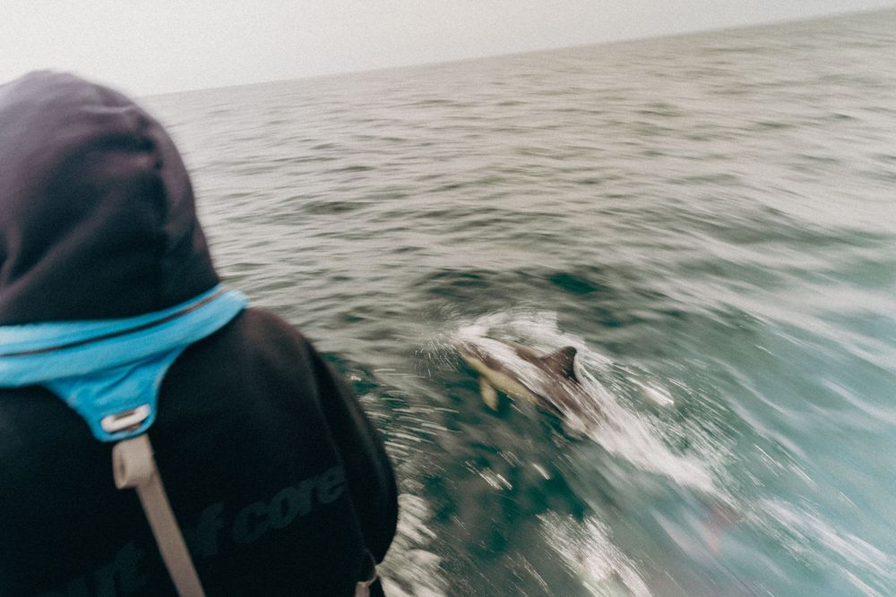A close view of a dolphin swimming alongside someone in a blue scarf watching from a boat on choppy waters.