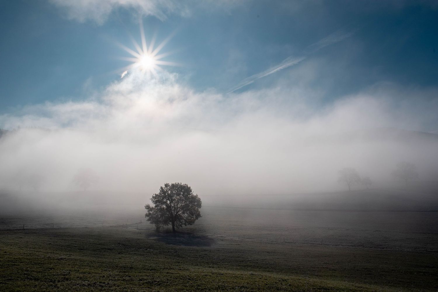 Lone tree in misty field with sunburst through clouds creating moody landscape.