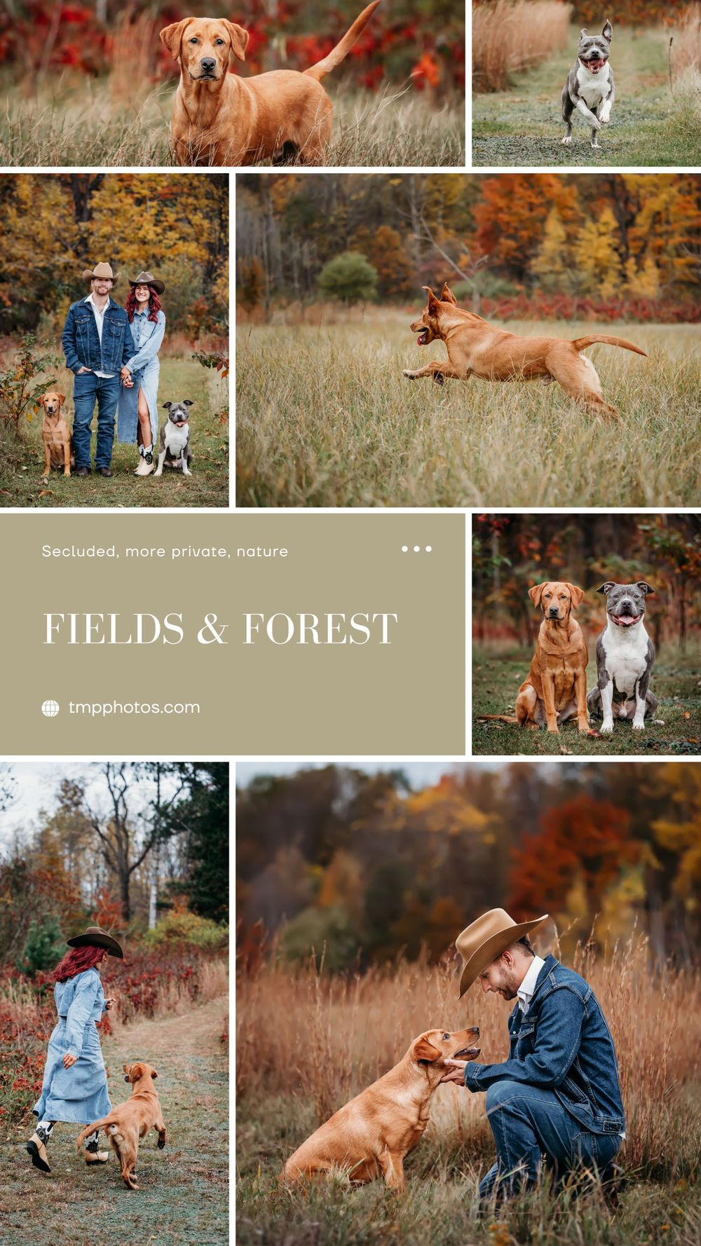 photography location ideas, buffalo ny, pet photography, pet photographer, pet portraits, dog photographer, dog photographer