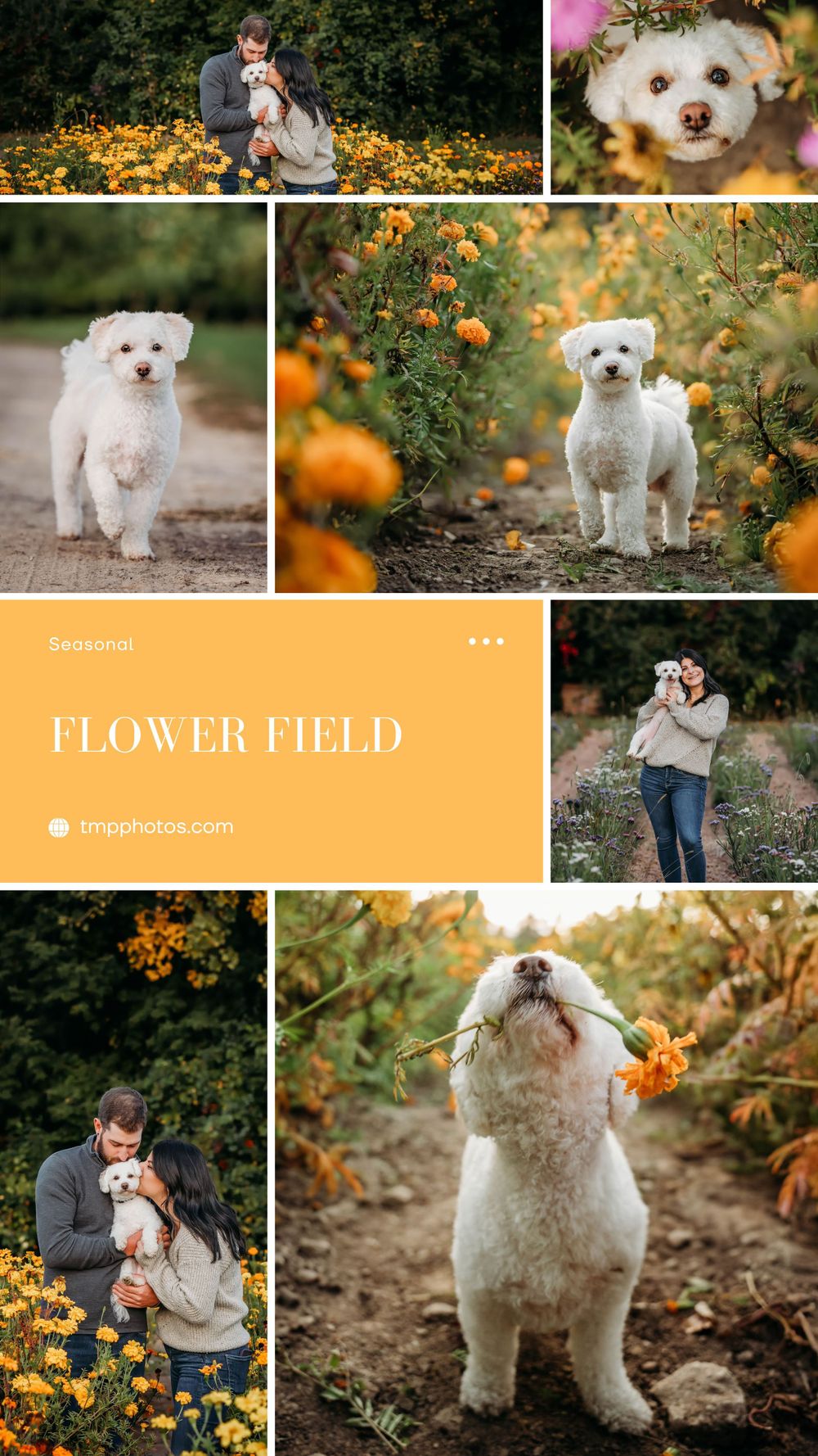 photography location ideas, buffalo ny, pet photography, pet photographer, pet portraits, dog photographer, dog photographer
