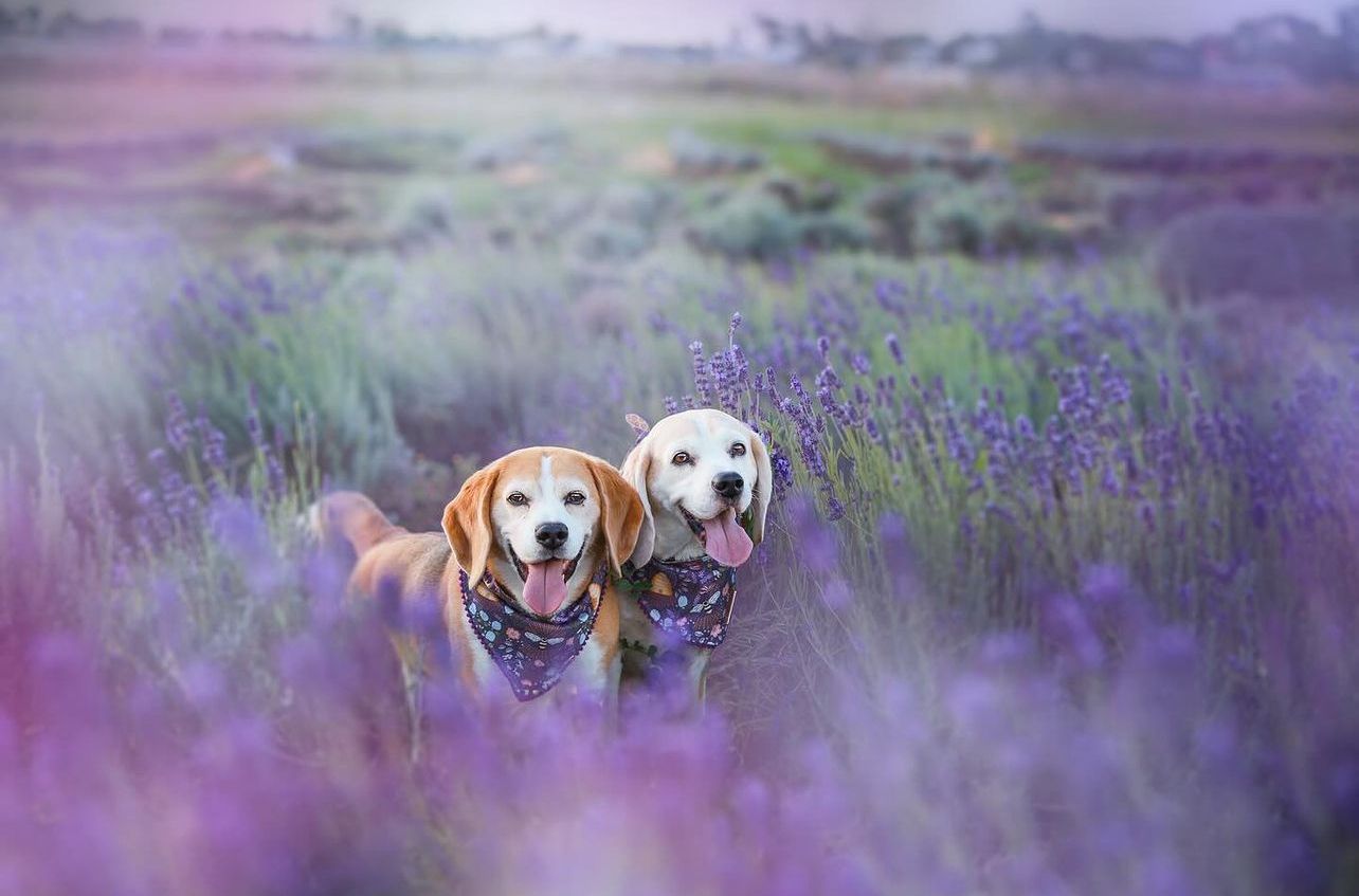 Two golden retrievers standing together in a vibrant purple lavender field during sunset.