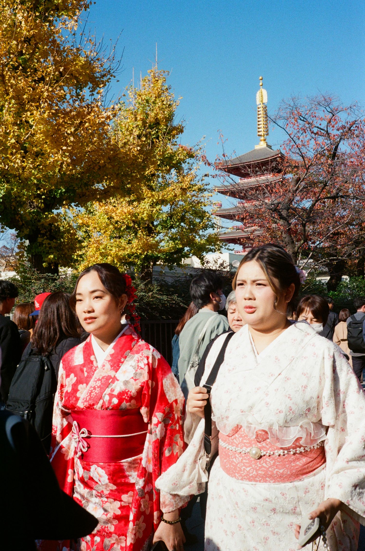 People wearing traditional red and white kimonos gather at a Japanese temple during autumn with golden leaves and cherry trees.