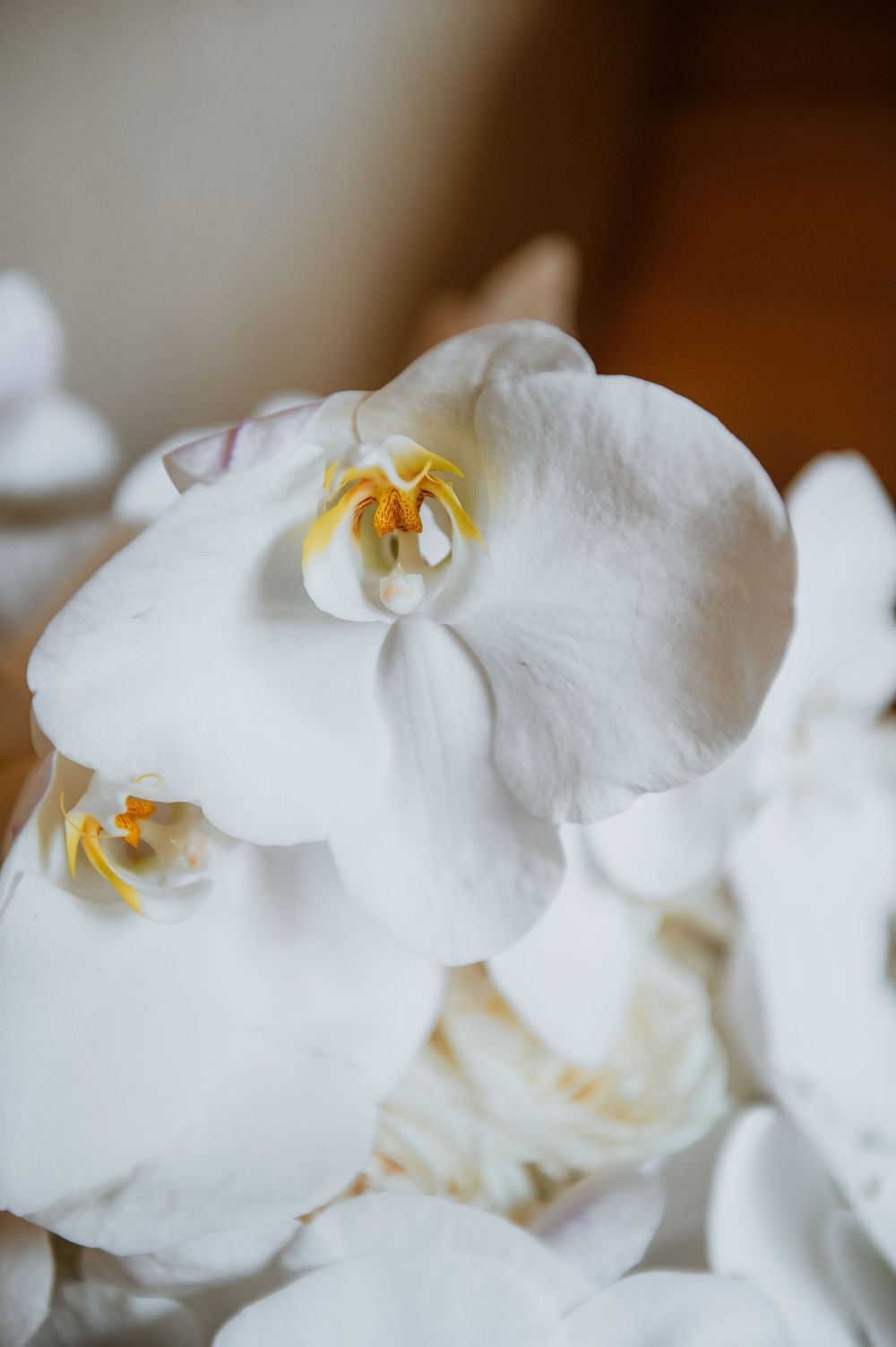 Close-up macro shot of pure white orchid petals with yellow stamens.