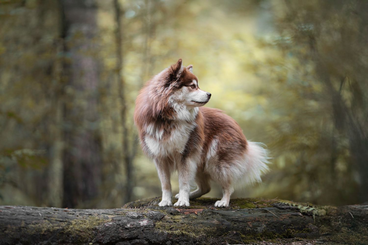 fine art honden shoot portret in Deinze en Gent