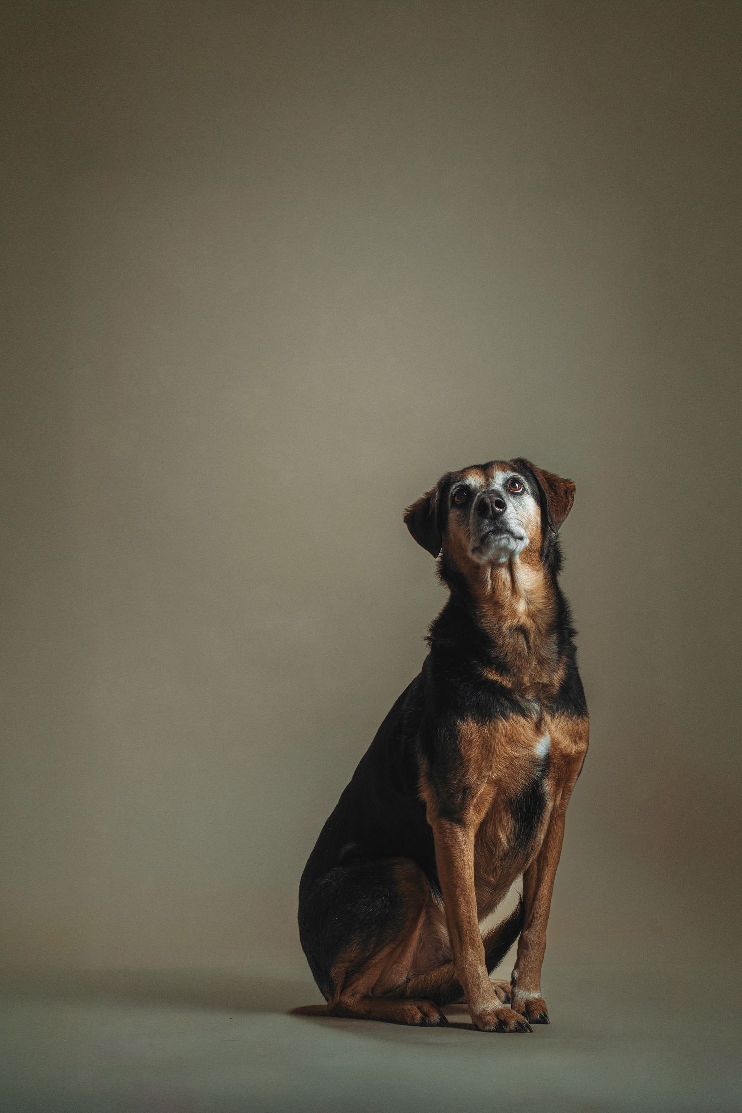 Hondenfotograaf in Deinze / Gent – studioportret - fine art honden portretten