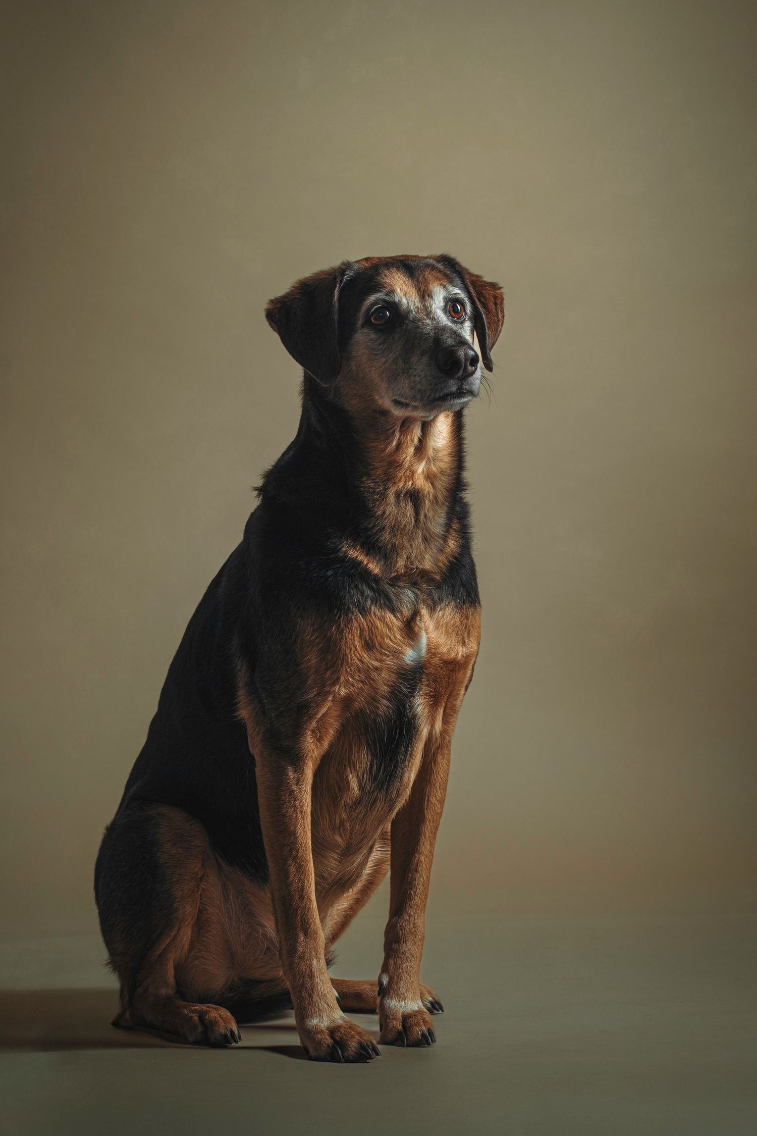 Hondenfotograaf in Deinze / Gent – studioportret - fine art honden portretten