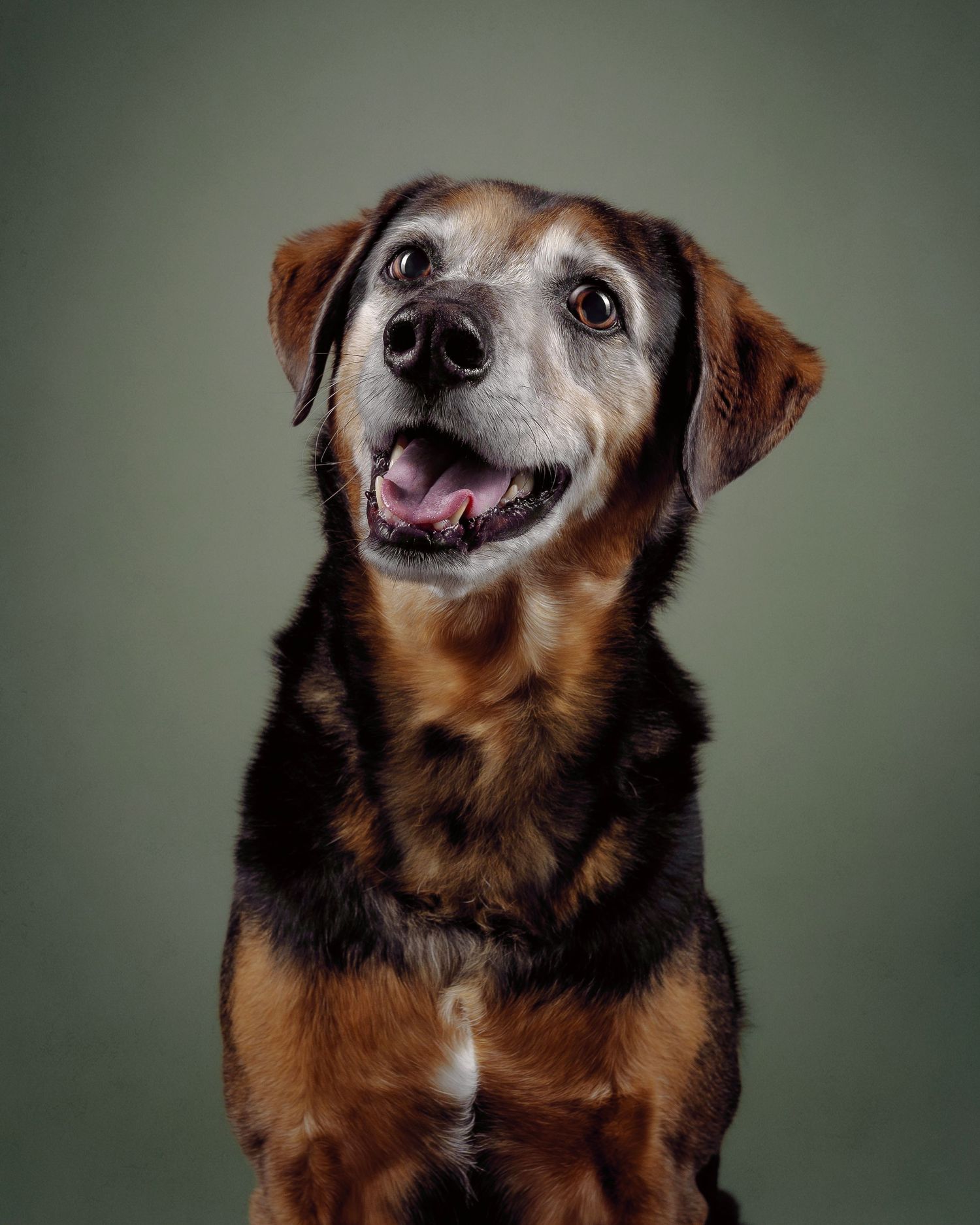 Hondenfotograaf in Deinze / Gent – studioportret - fine art honden portretten