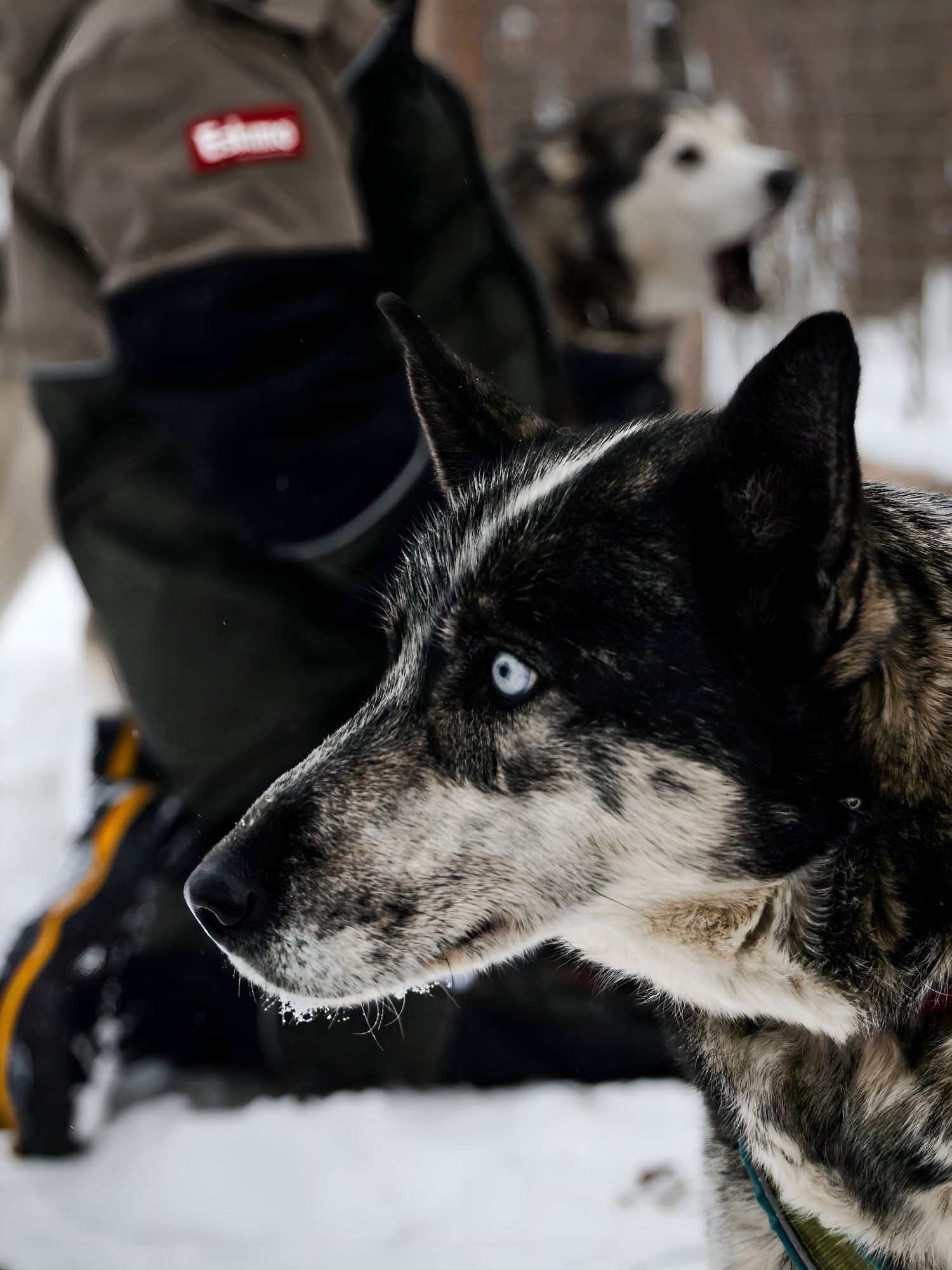 Close-up portrait of a husky sled dog with striking blue eyes in winter.