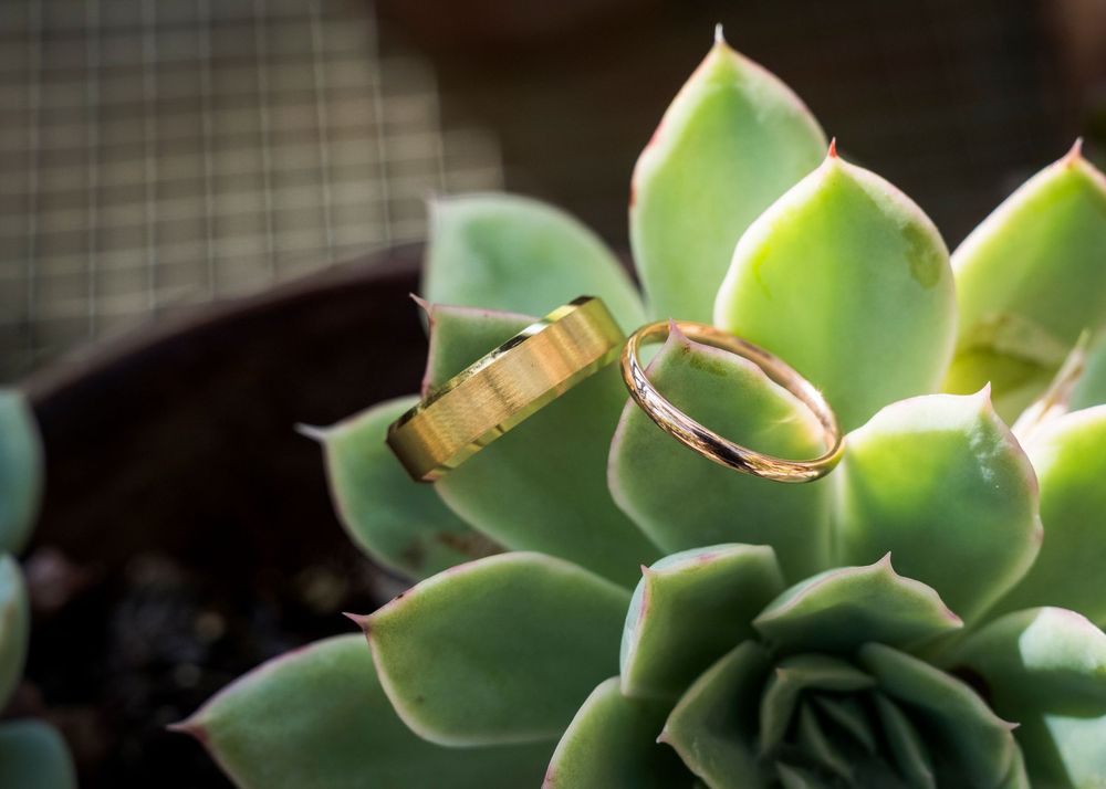 Two gold wedding bands resting on a green succulent plant for a wedding ring detail shot.