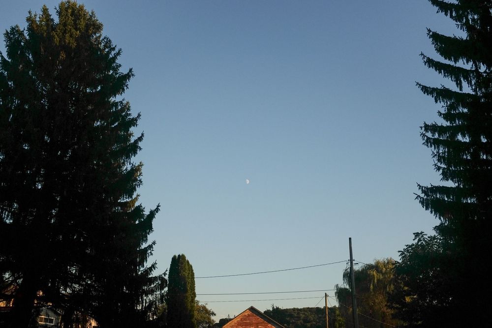 Twilight sky between tall evergreen trees with a crescent moon visible above suburban rooftops and power lines.