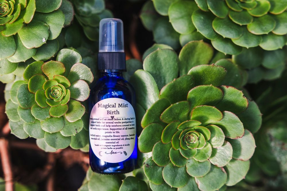 Succulent plants with rosette-shaped leaves frame a blue glass bottle in a garden setting.
