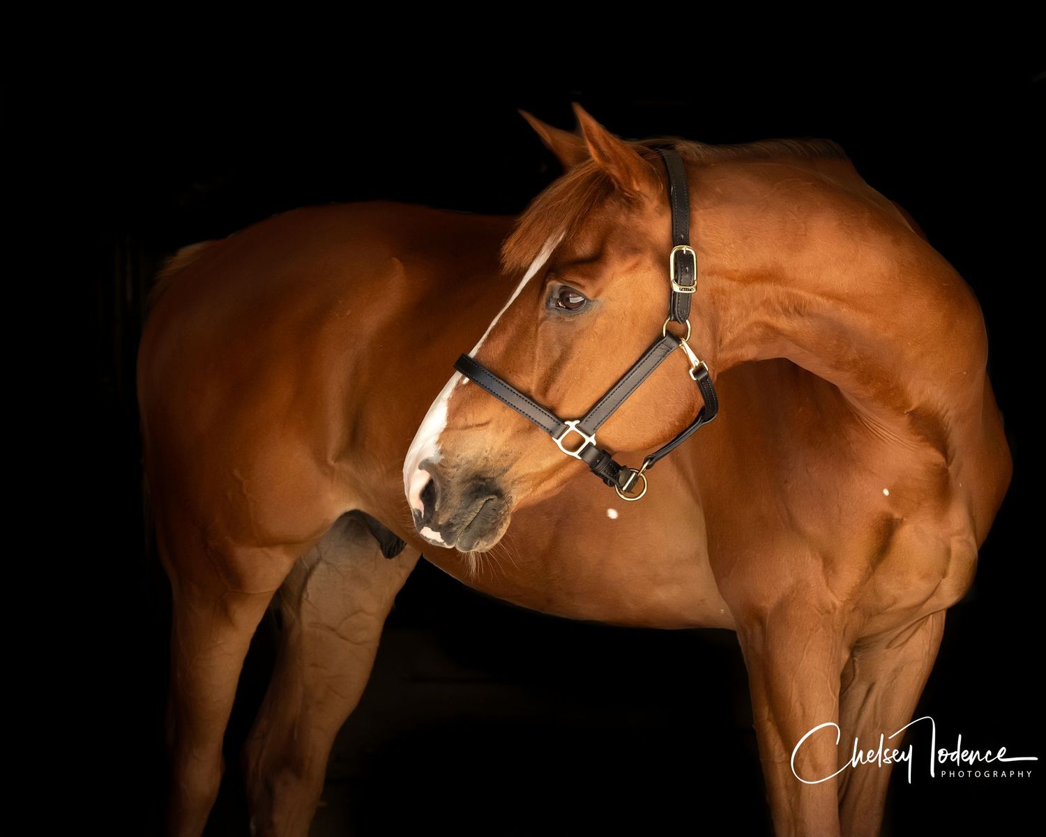 Clean horse with brushed mane and tail ready for Sonoma County equine photography