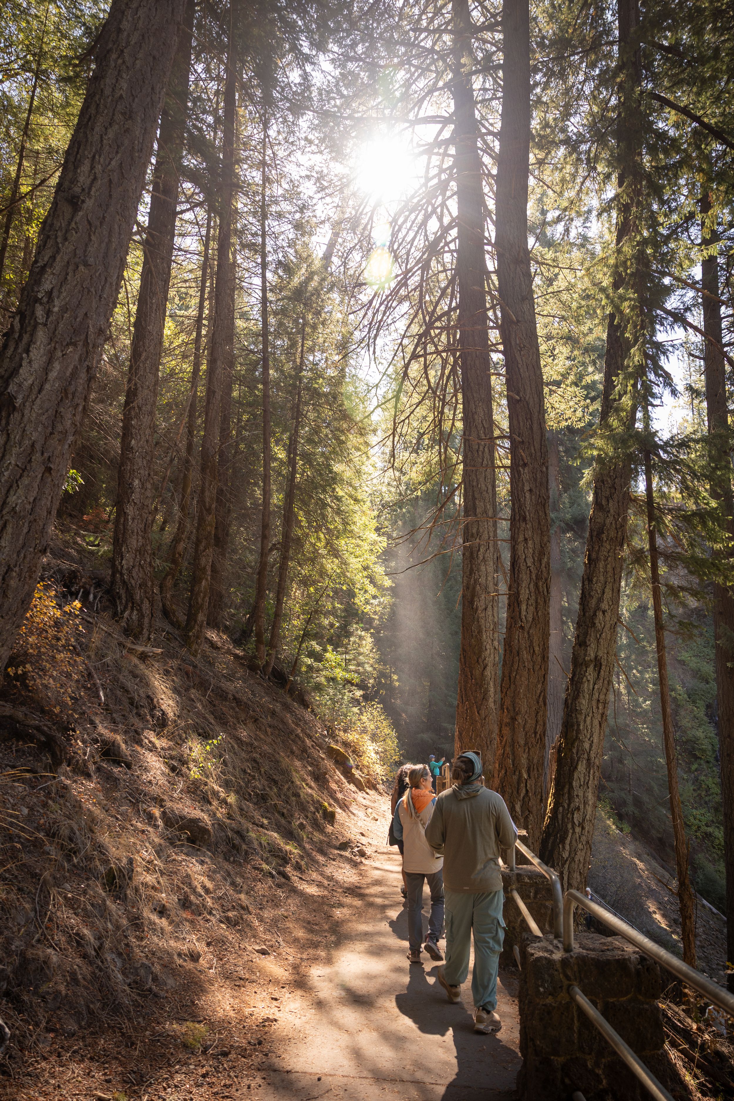 Sunlight streams through tall forest trees illuminating a dusty hiking trail with hikers enjoying the scenic path.