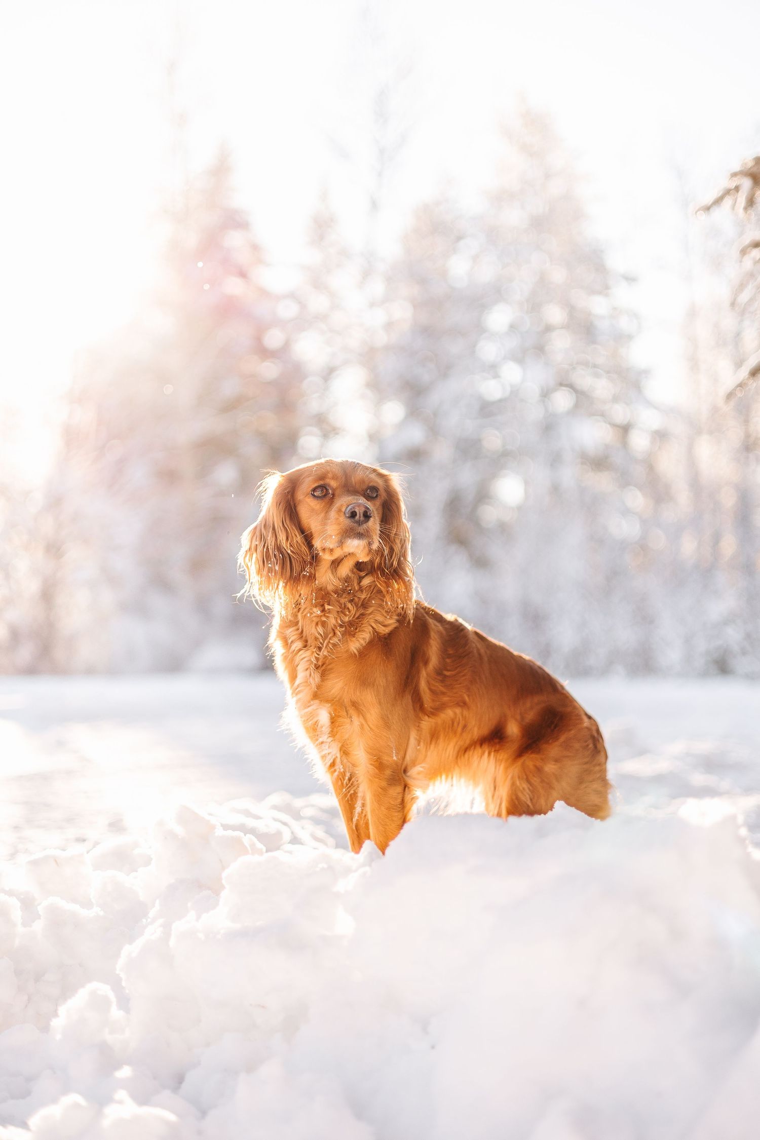 Golden retriever dog playing in deep white snow during winter with sunlit forest background.