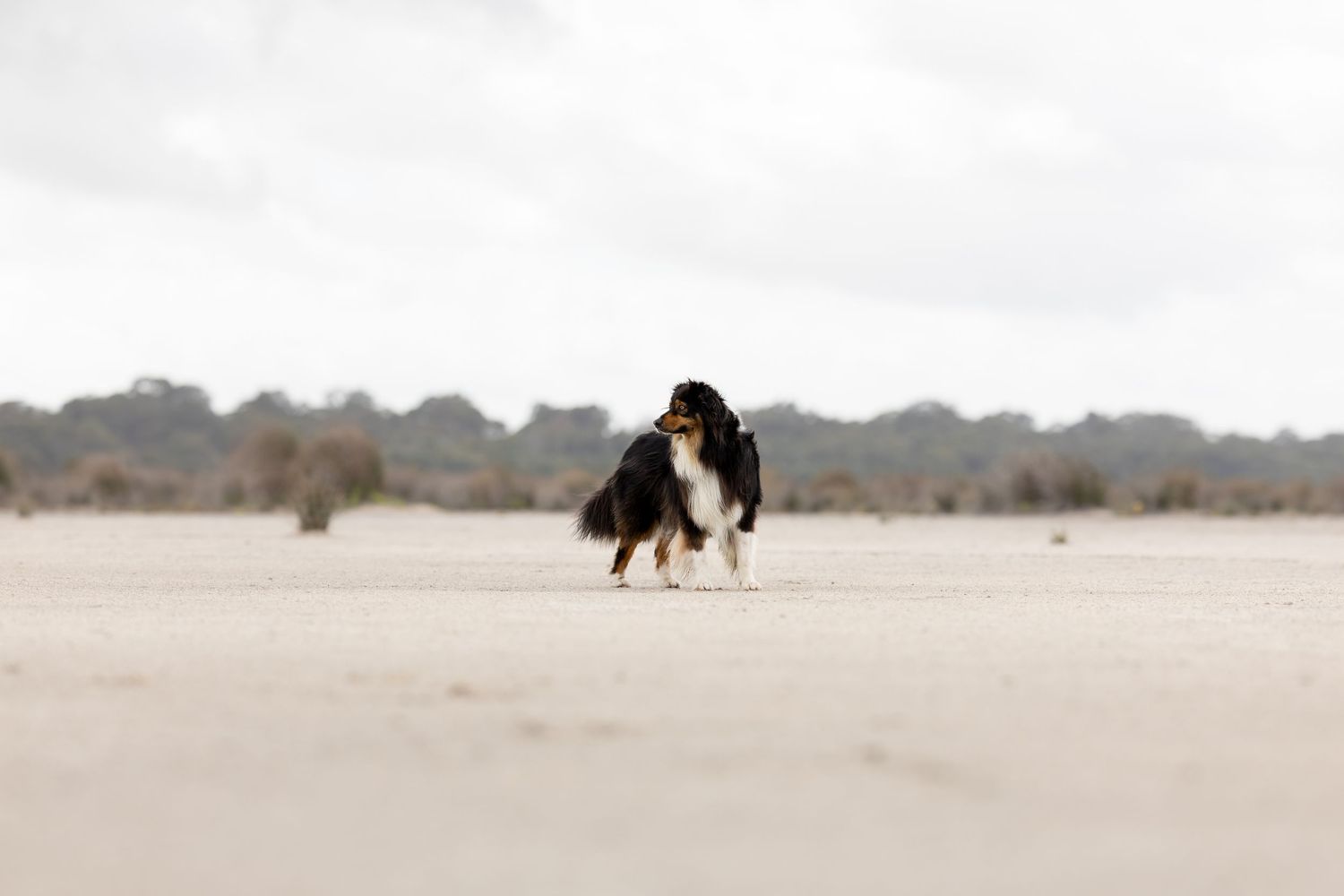 Two dogs play and run together on a misty beach during golden hour.