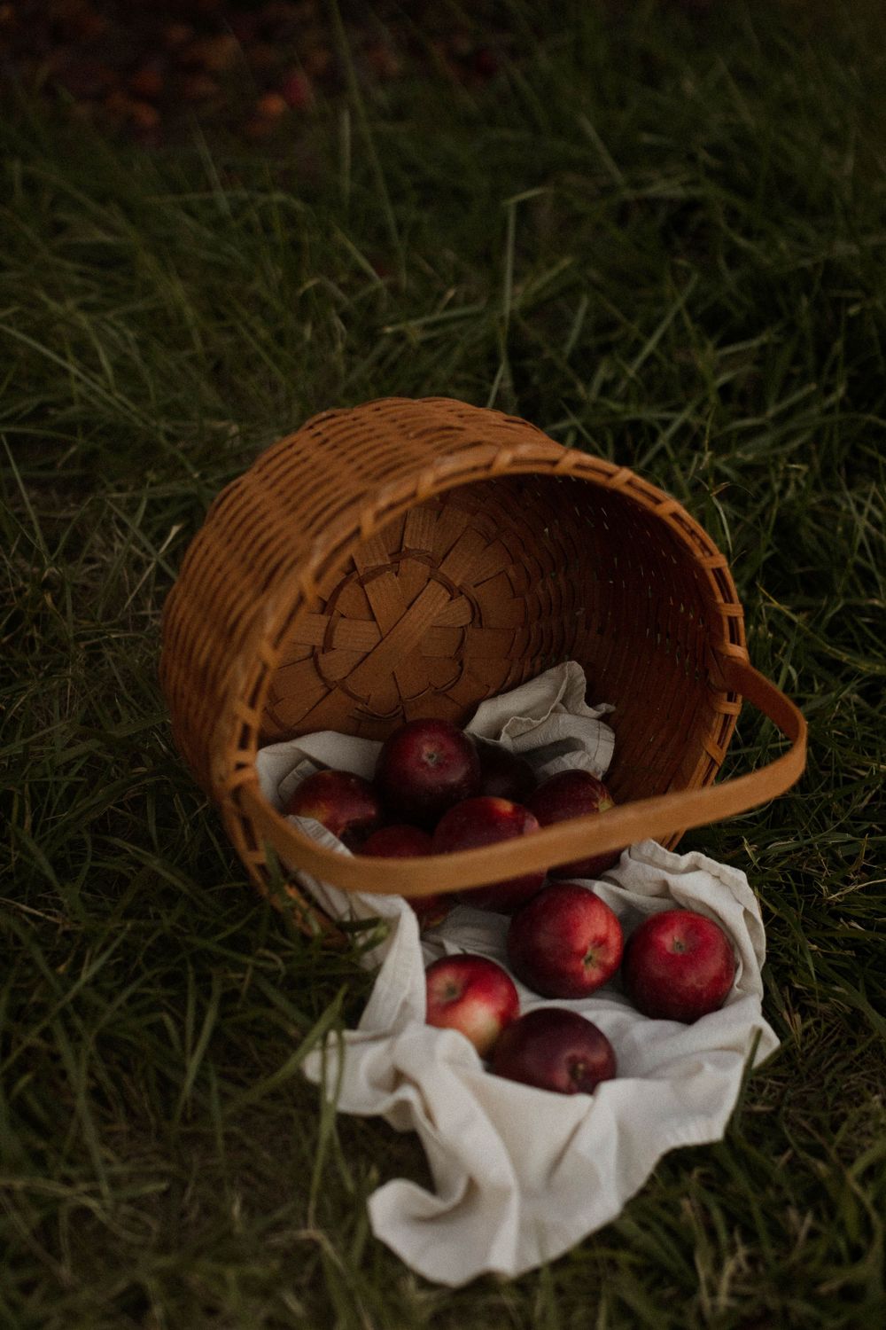 Fresh red apples spilling from an overturned woven basket onto white cloth in grass.