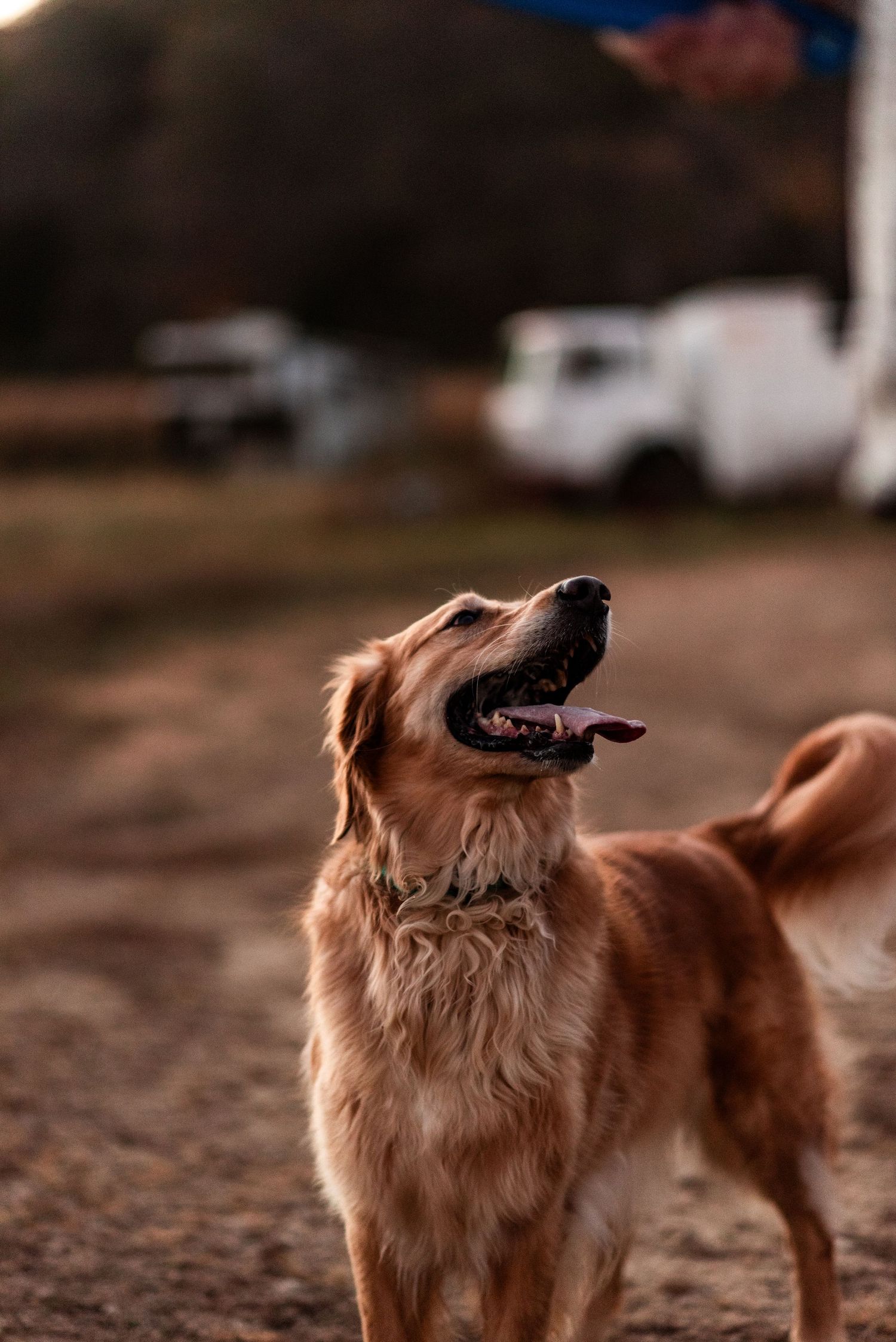 A golden retriever with a happy expression stands outdoors at sunset