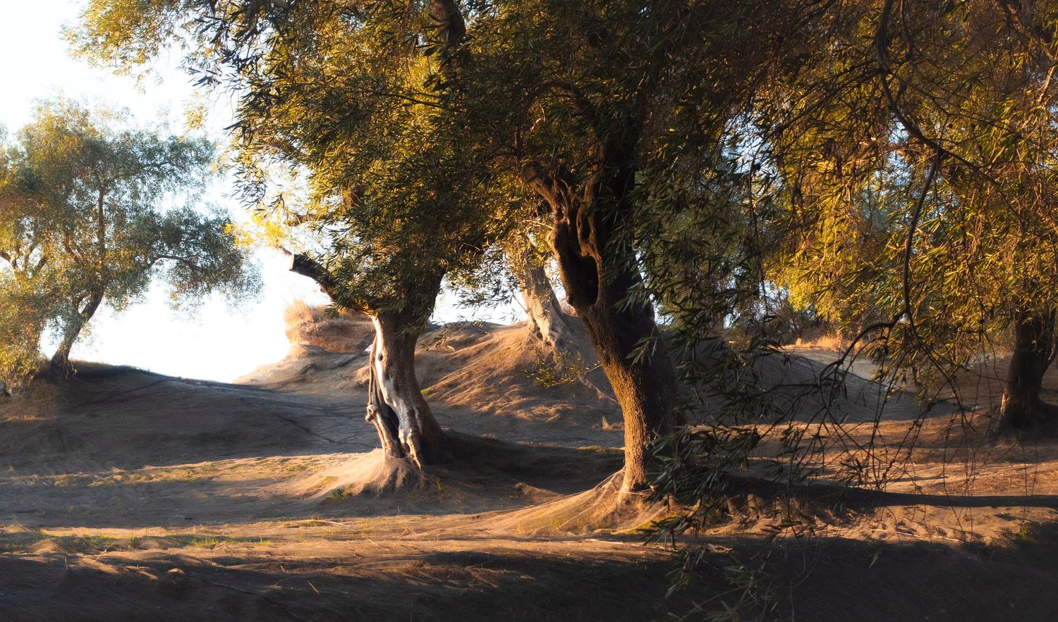 The Olive Grove
